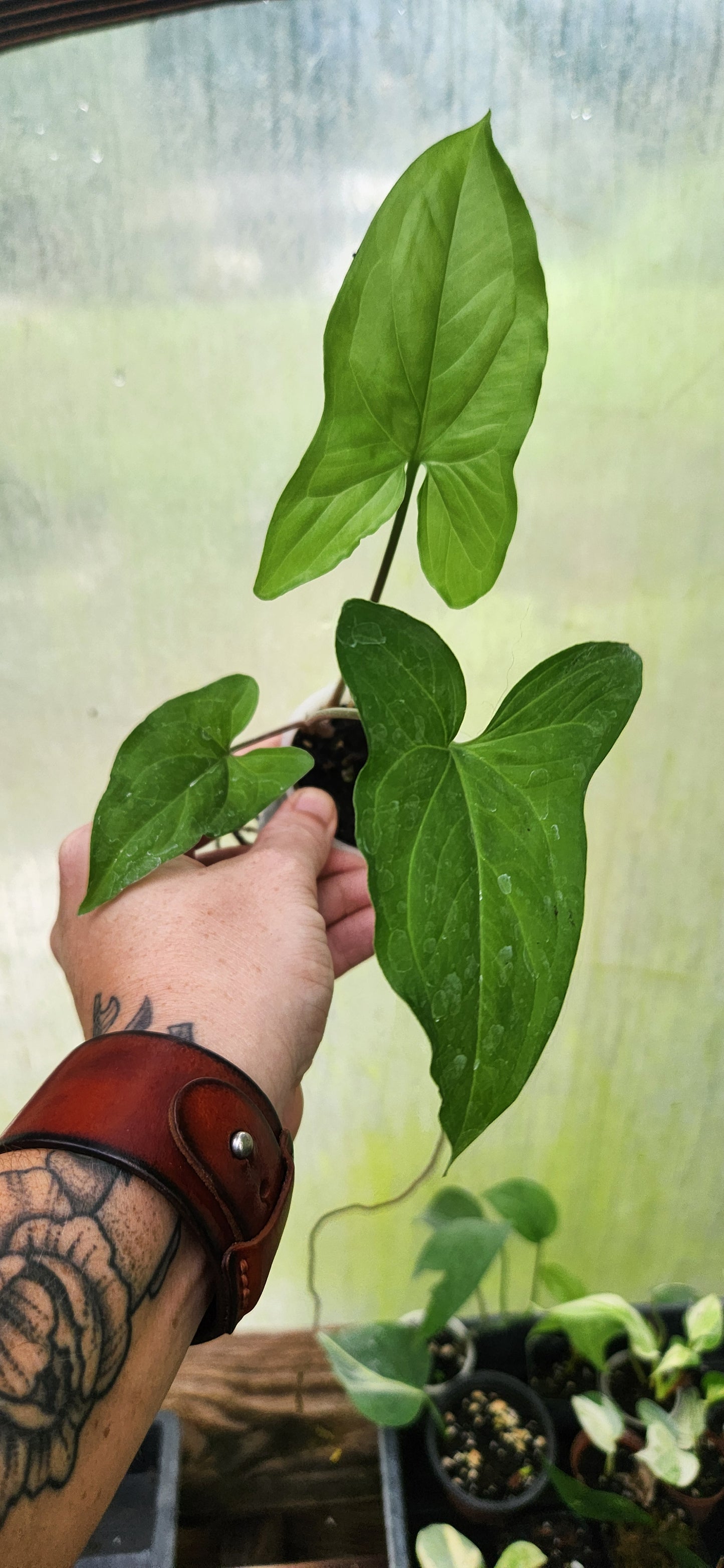 Syngonium Mojito