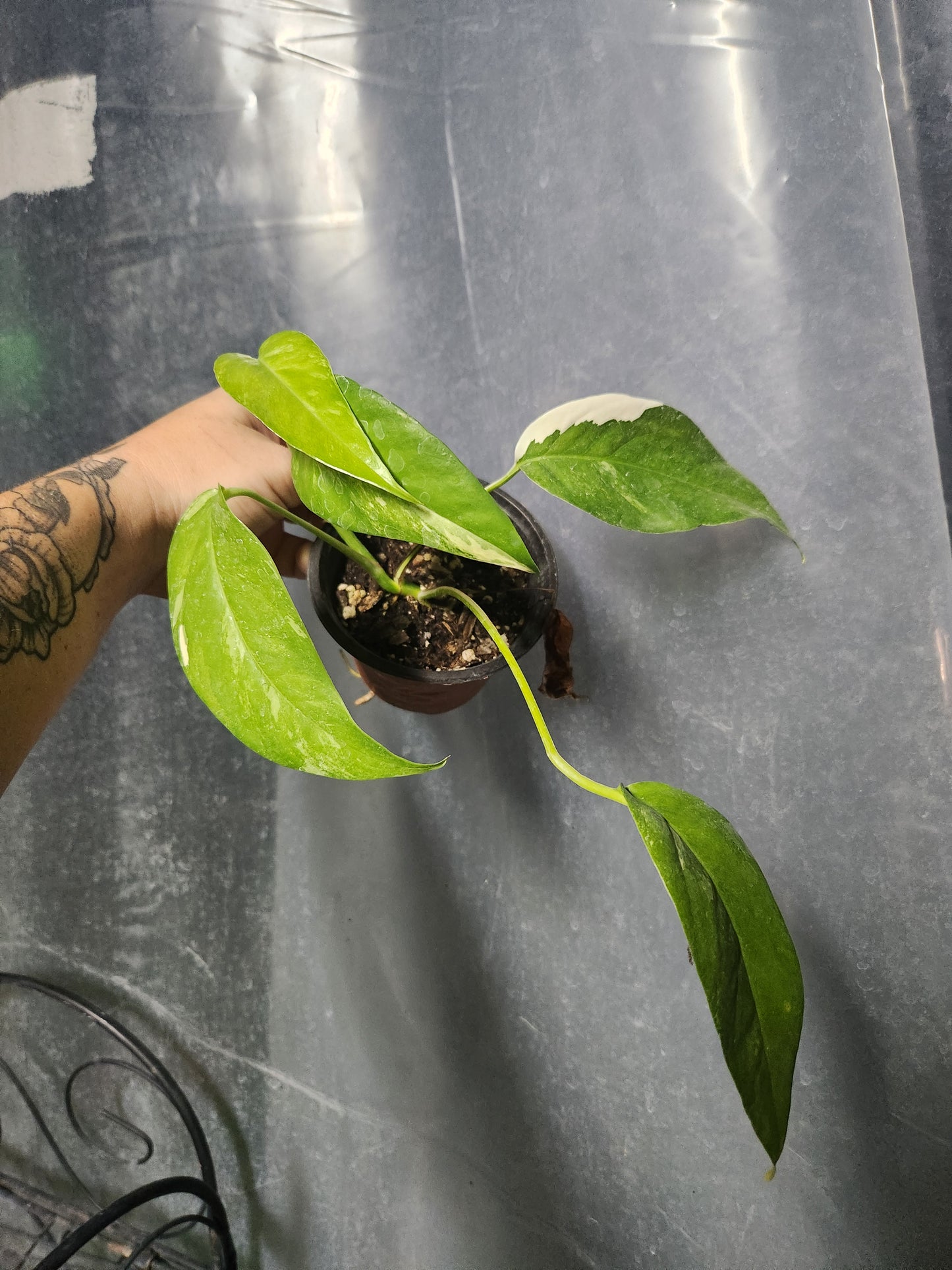 Epipremnum Pinnatum Albo
