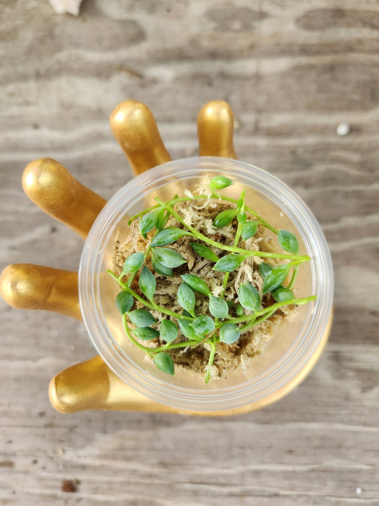 String of Things Propagation Kits