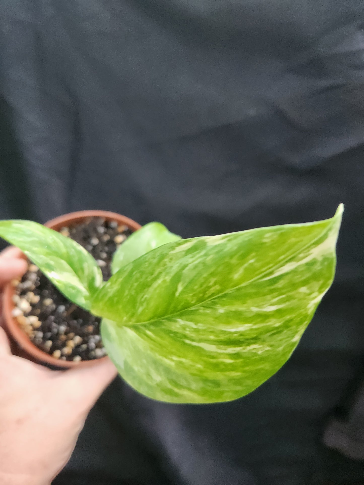 Monstera Variegated Lechariana