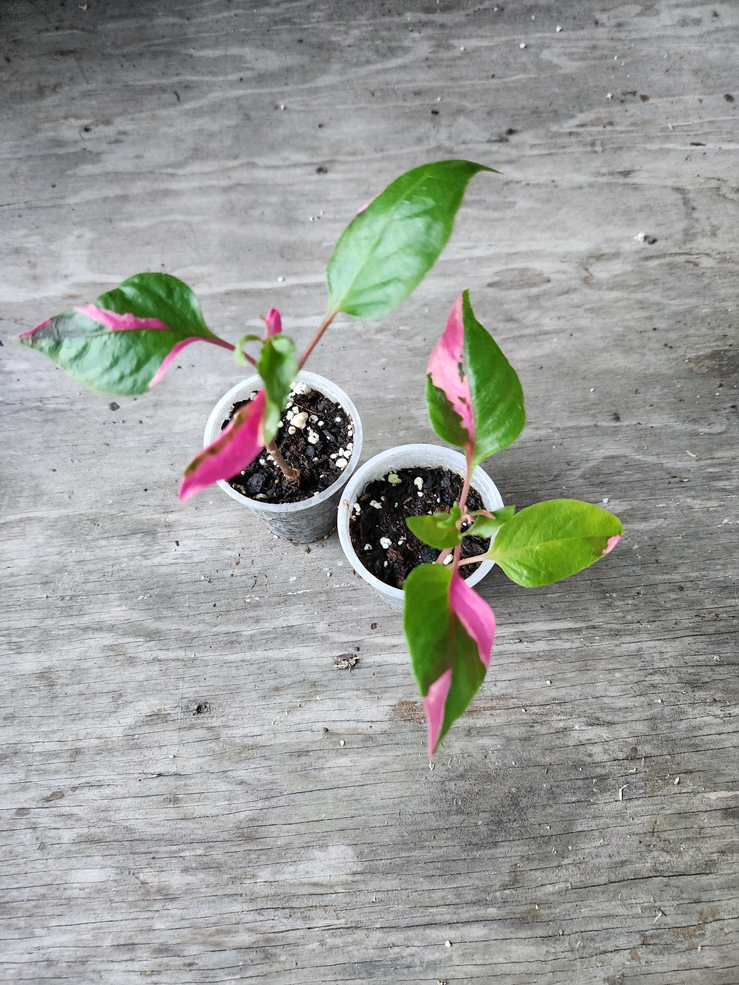 Party Time Alternanthera