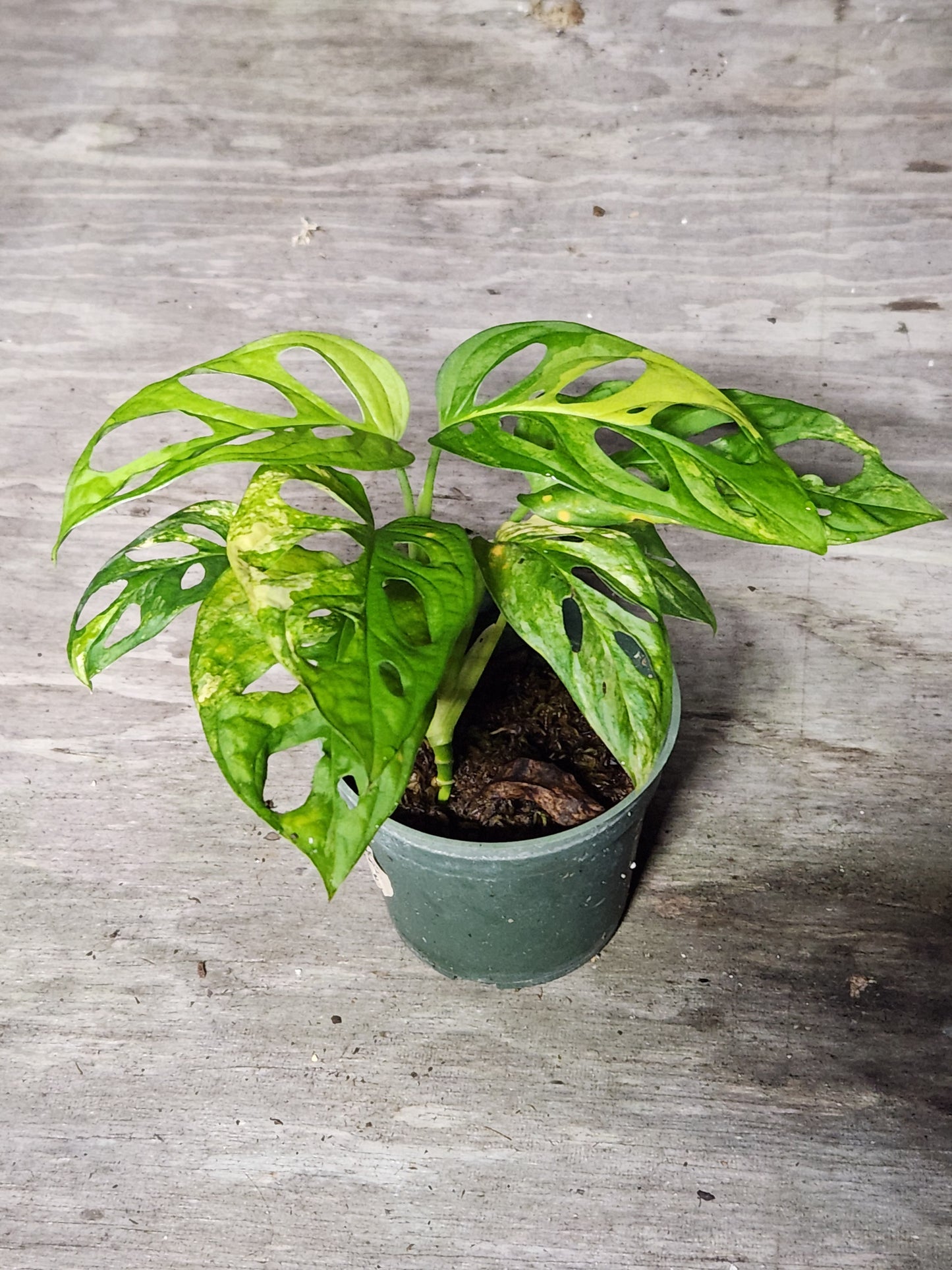 Monstera Adansonii Aurea