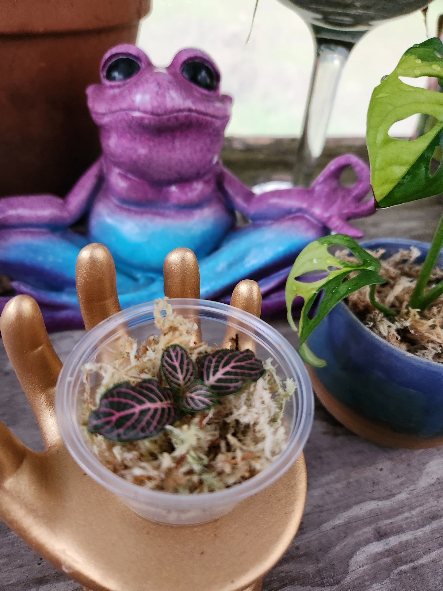 Fitonia Propagation Kits