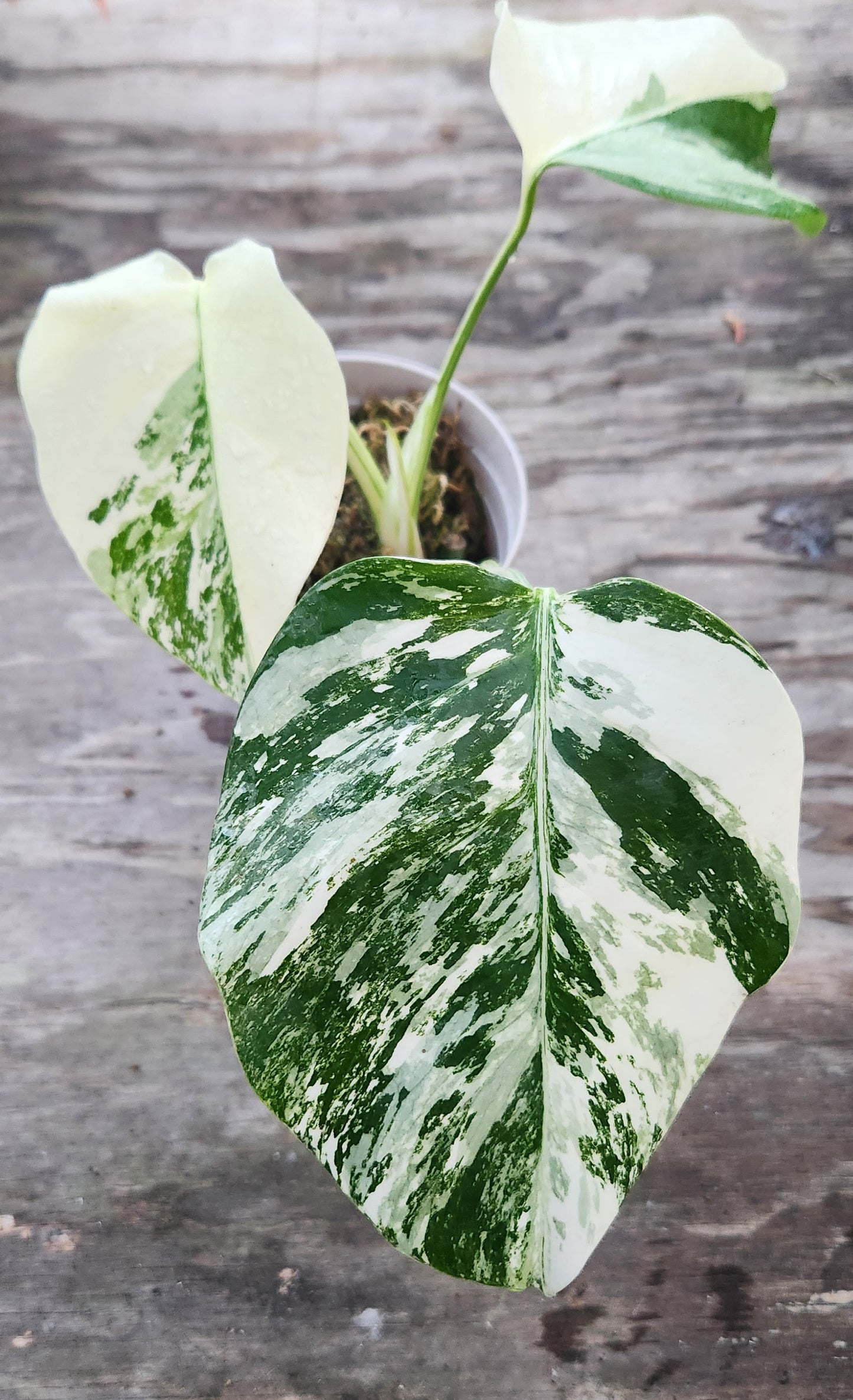 Monstera Albo