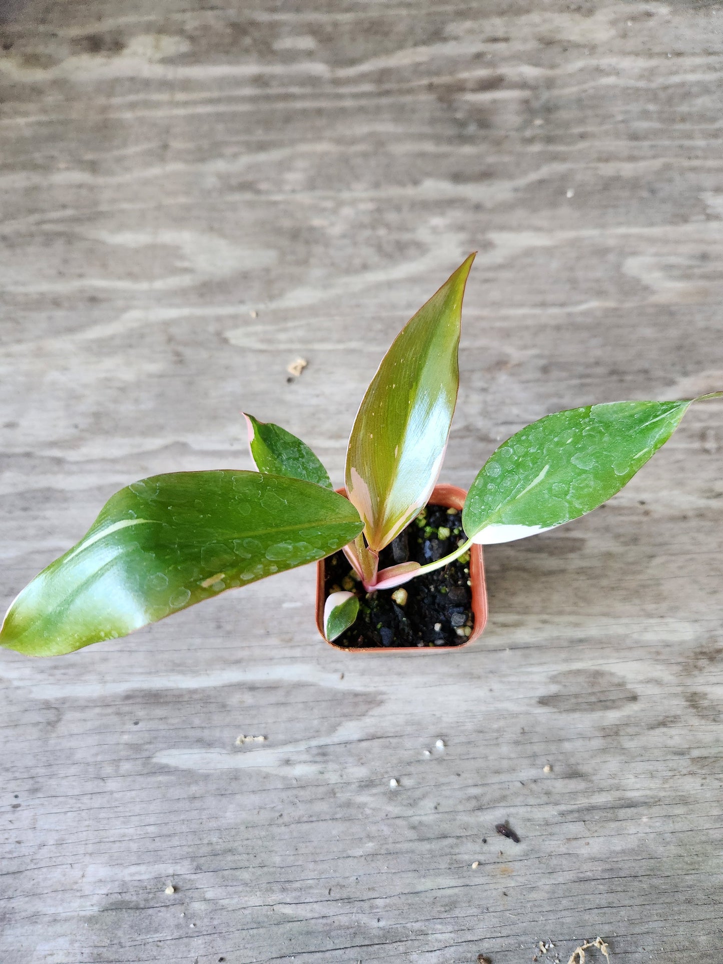 Philodendron Pink Princess