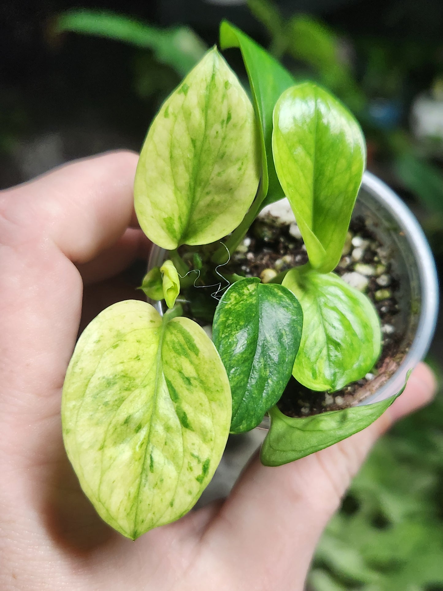 Teruno Washio Green Scratch Pothos