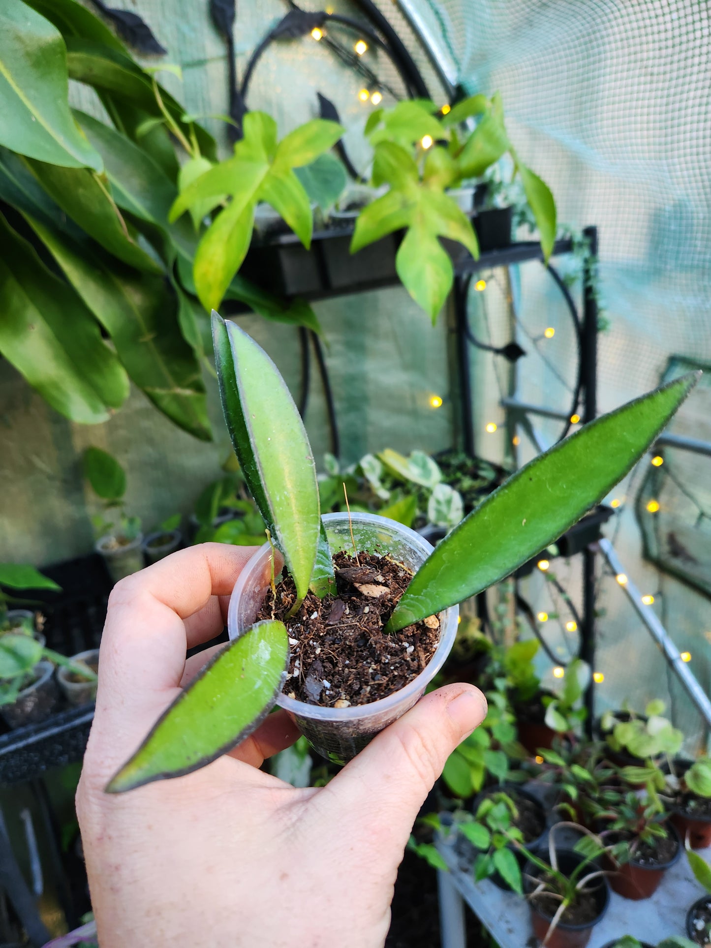 Hoya Green Wayetti