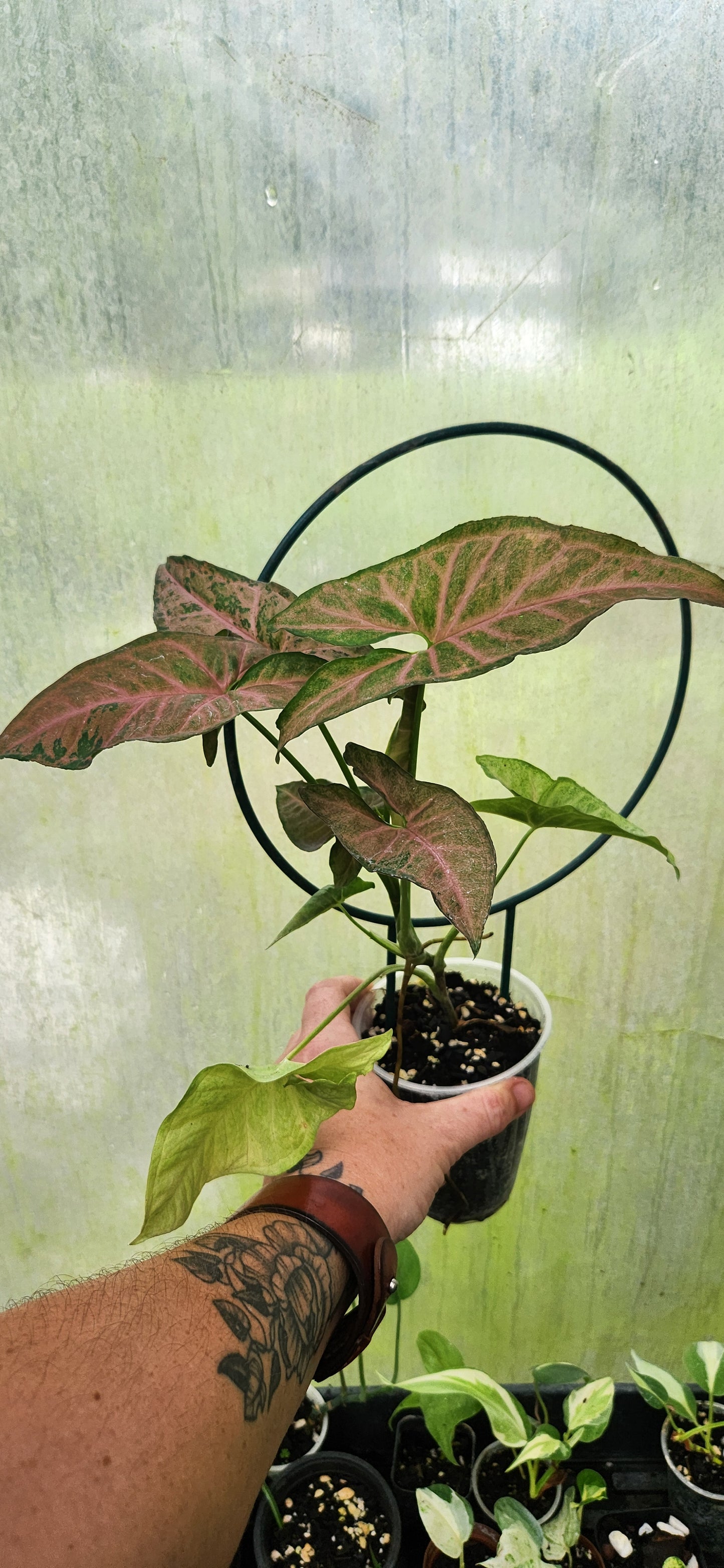 Syngonium Pink Splash
