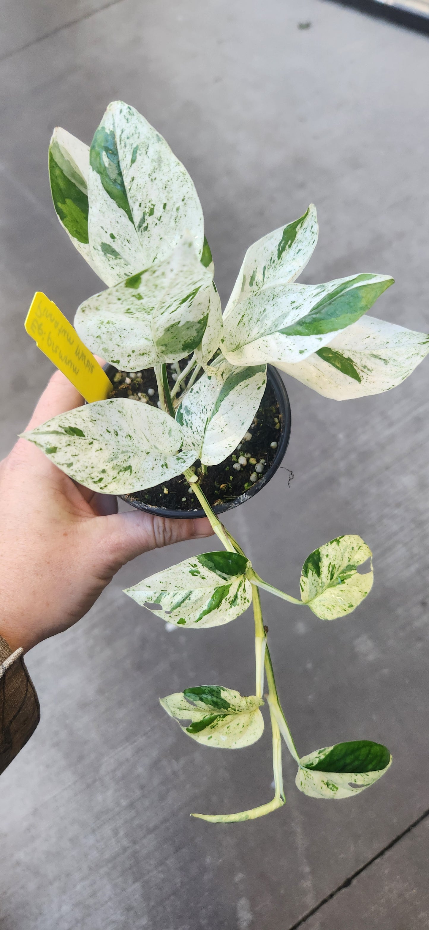 Epipremnum Pinnatum Marble