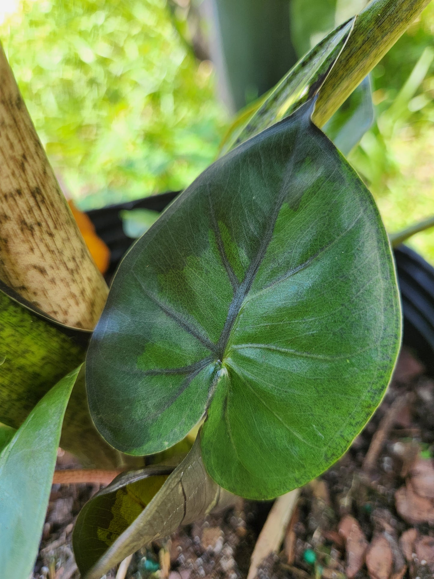 Variegated Yukatan Princess Alocasia