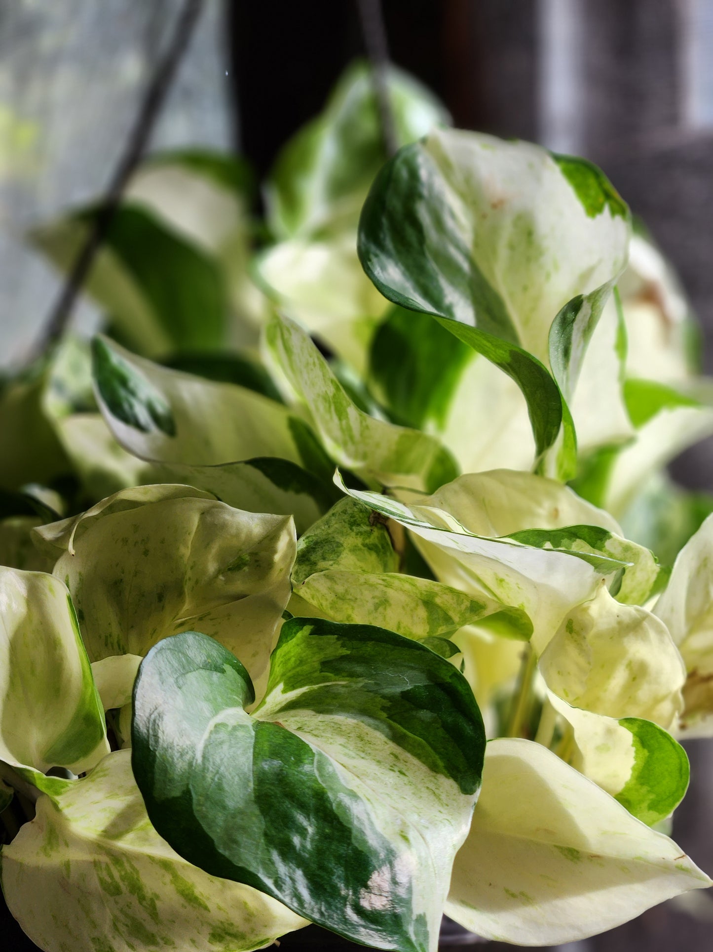 Harlequin Manjula Pothos