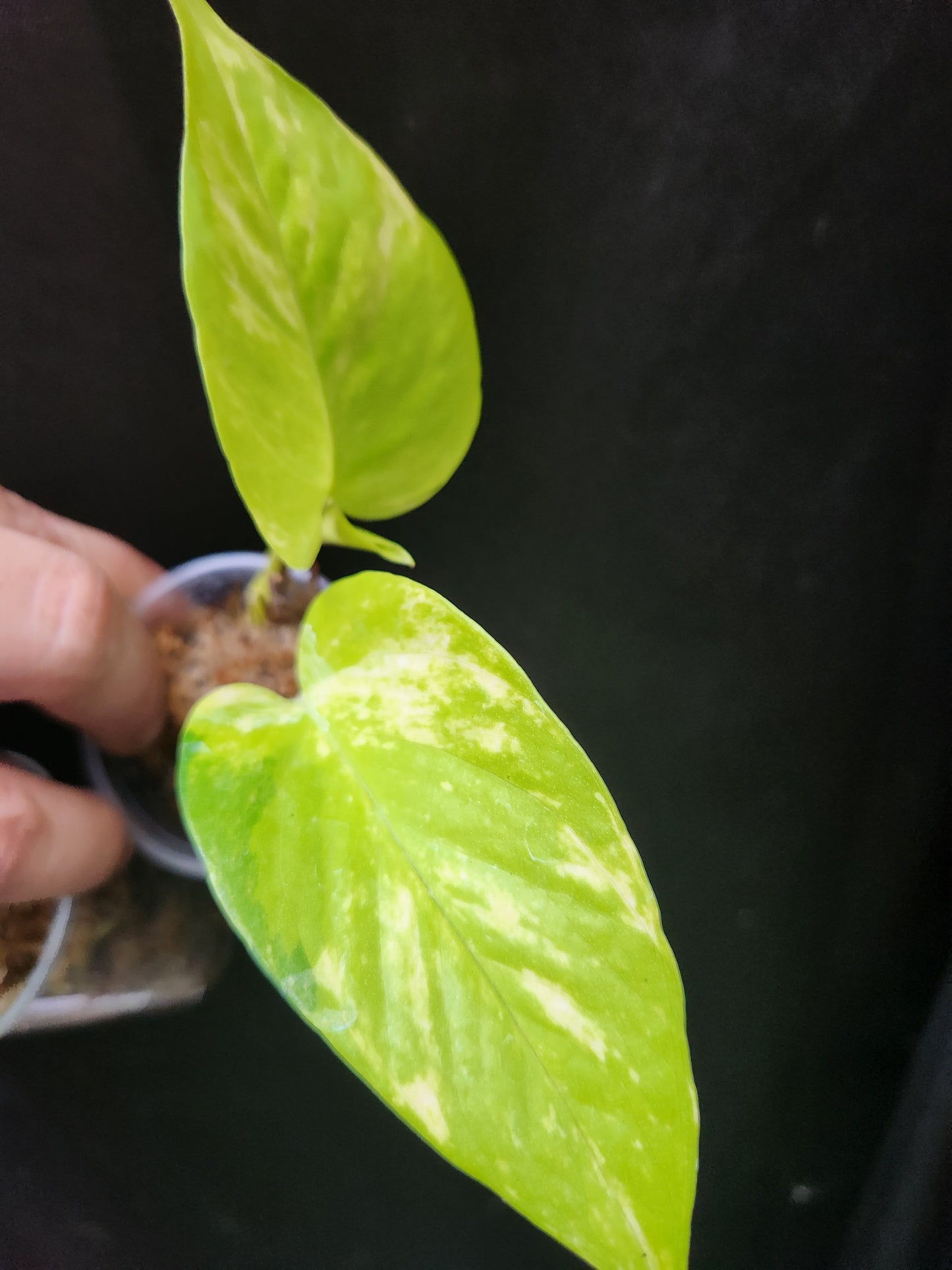 Variegated Neon Marble Pothos