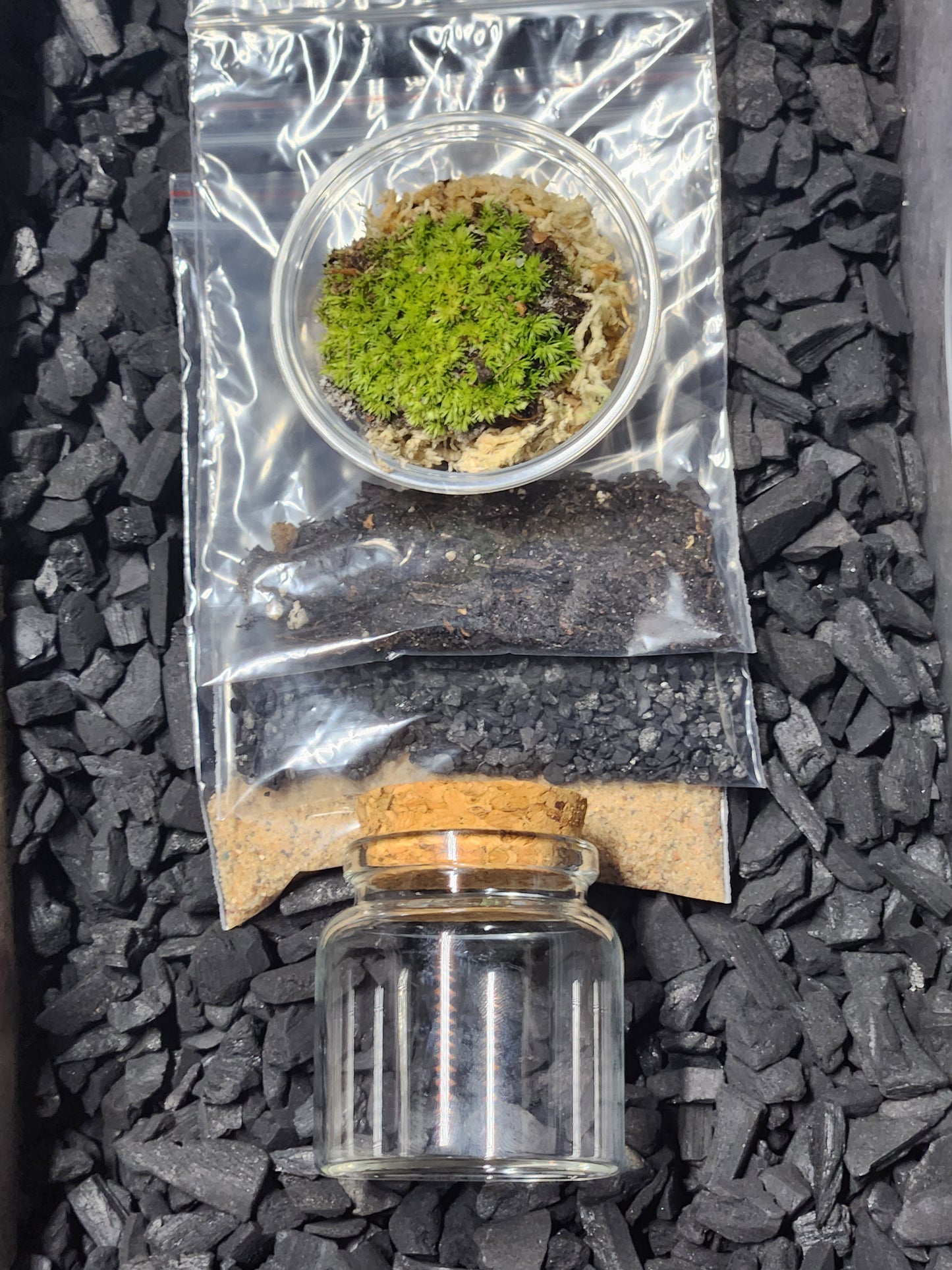 DIY Terrarium Kit
