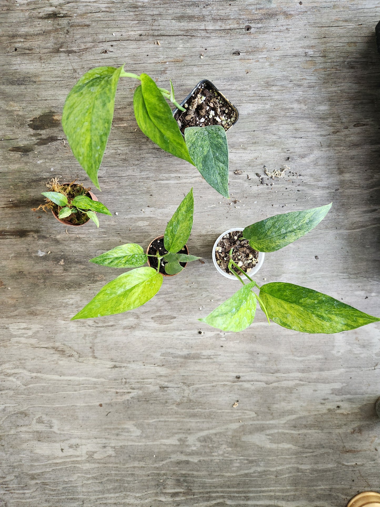 Epipremnum Pinnatum Mint