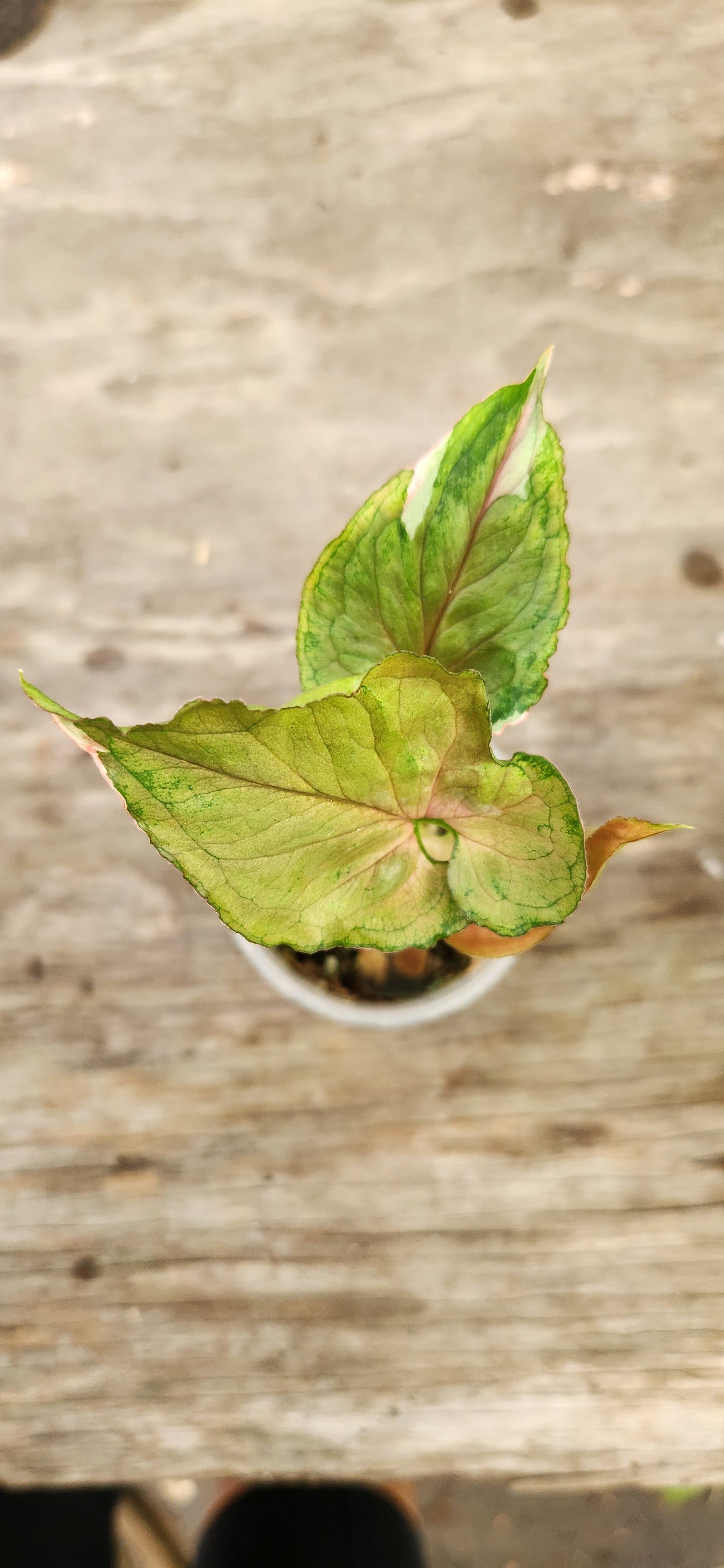 Strawberry Ice Syngonium