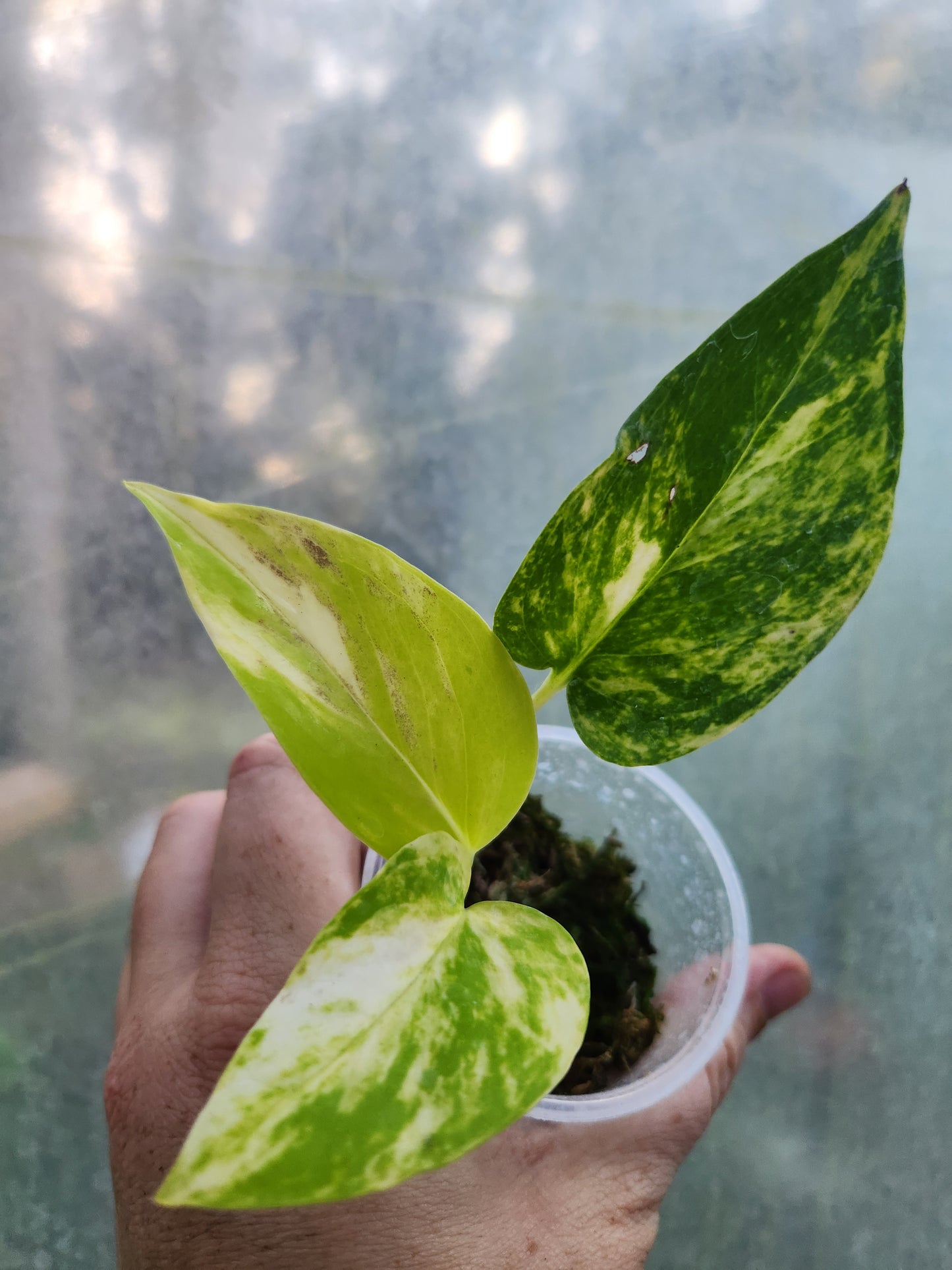 Rare and Rooted Monthly Plant Subscription Box