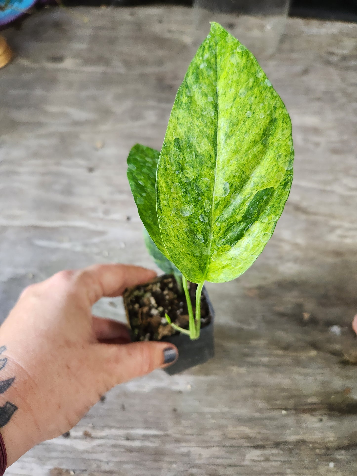 Epipremnum Pinnatum Mint