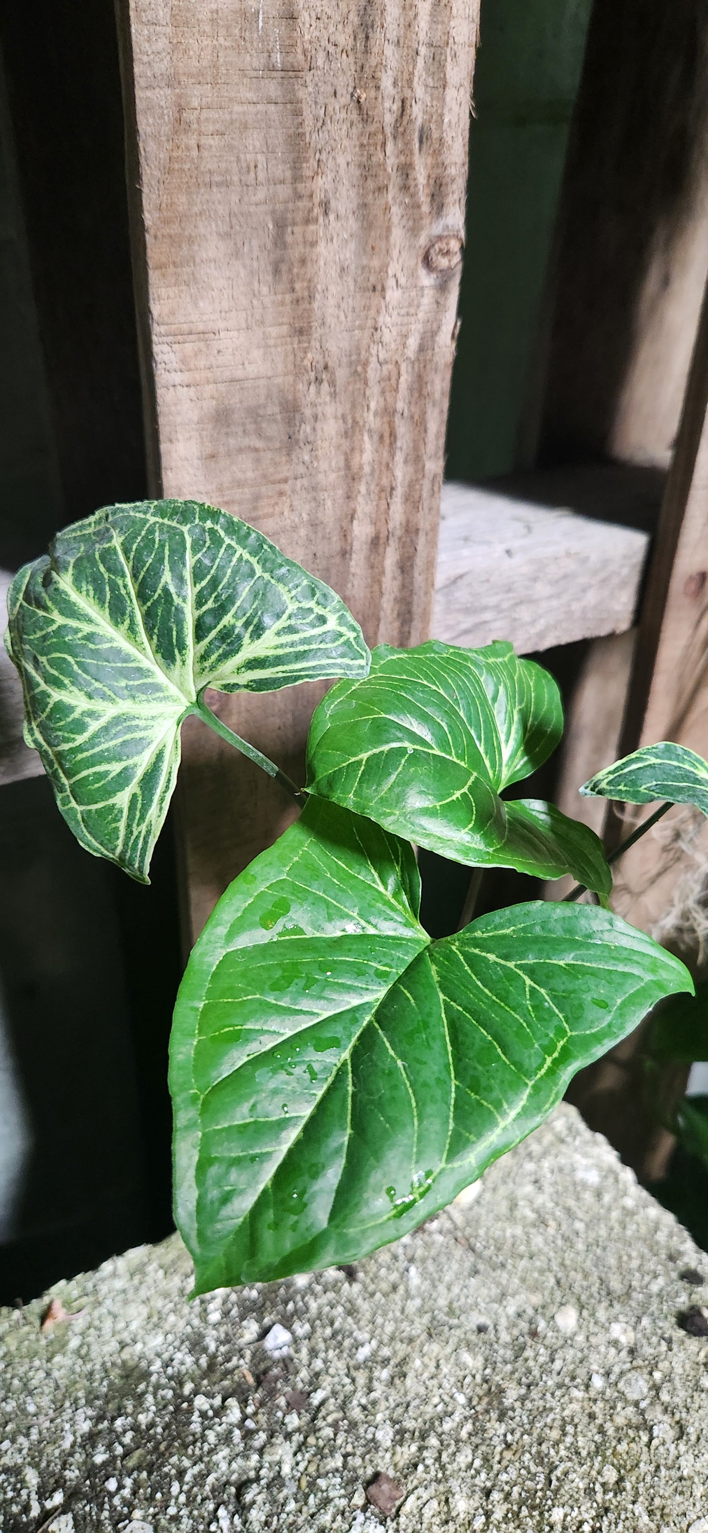 Syngonium Batik