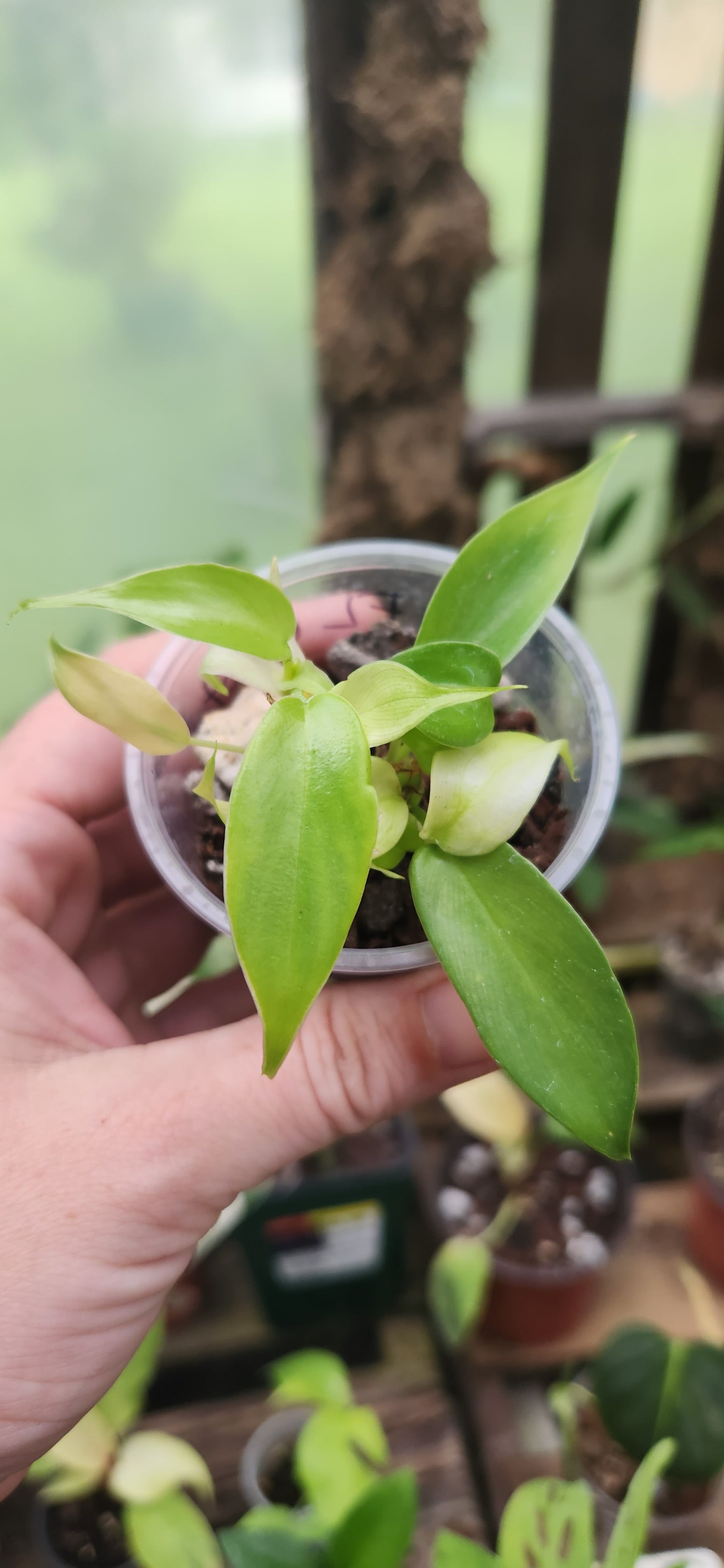 Philodendron Florida Ghost Mint