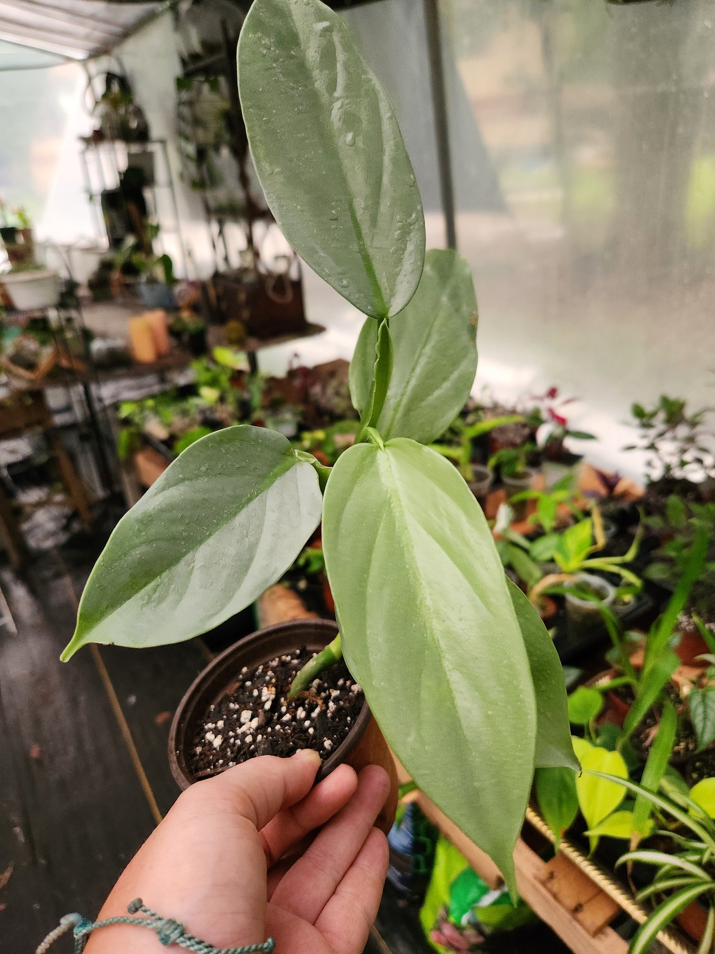 Silver Sword Philodendron