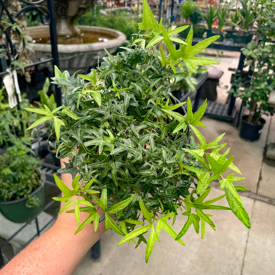 Hedera Helix "Starling" Ivy