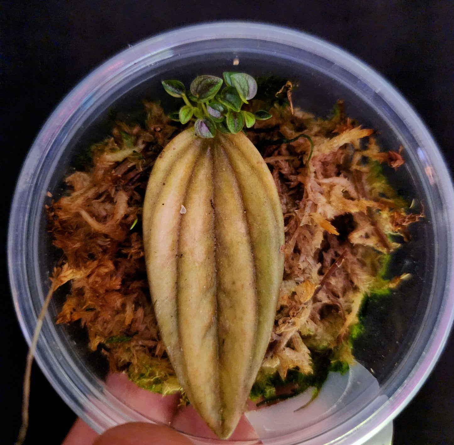 Peperomia Propagation Kit