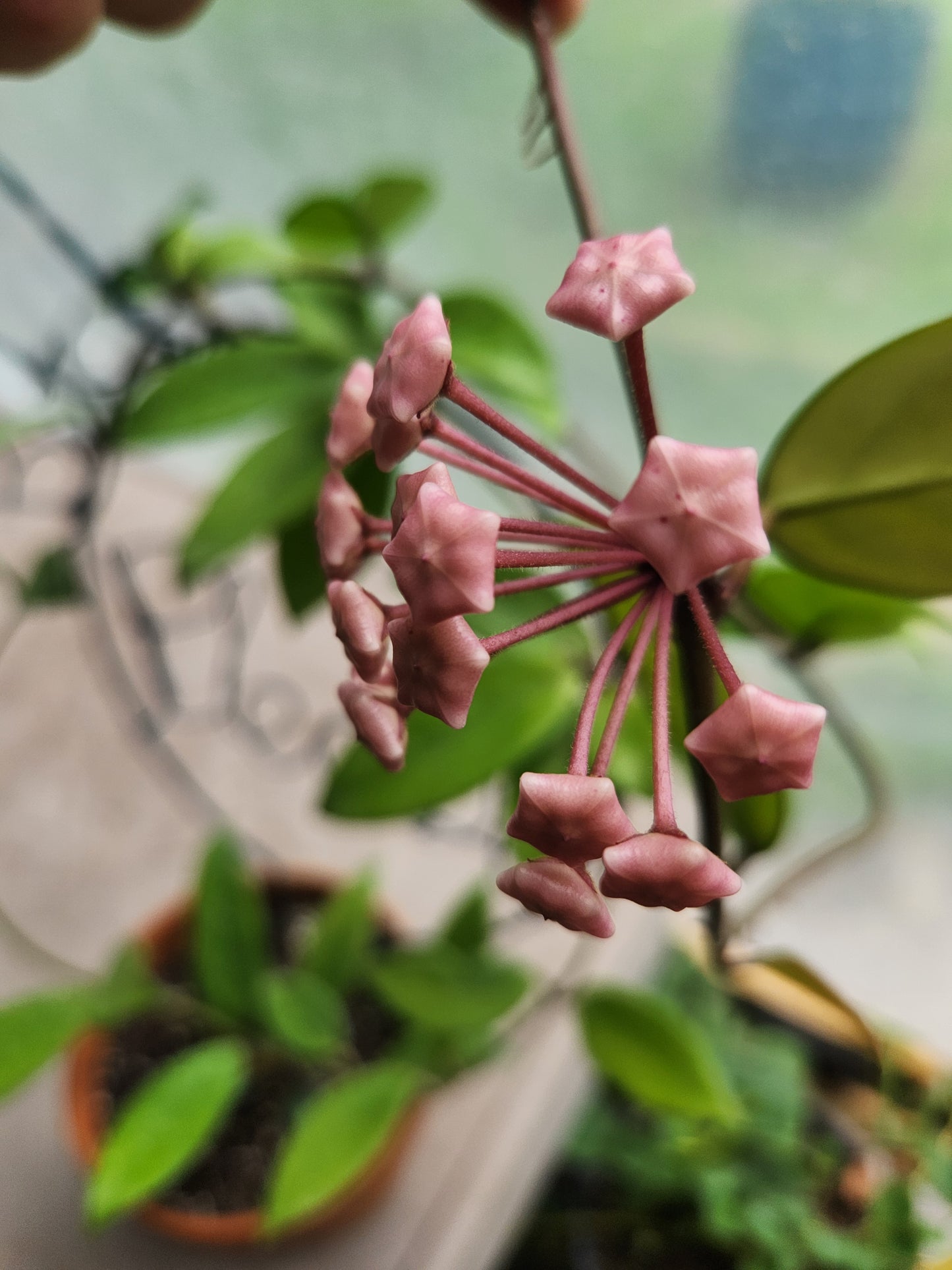 Hoya Propagation Kit