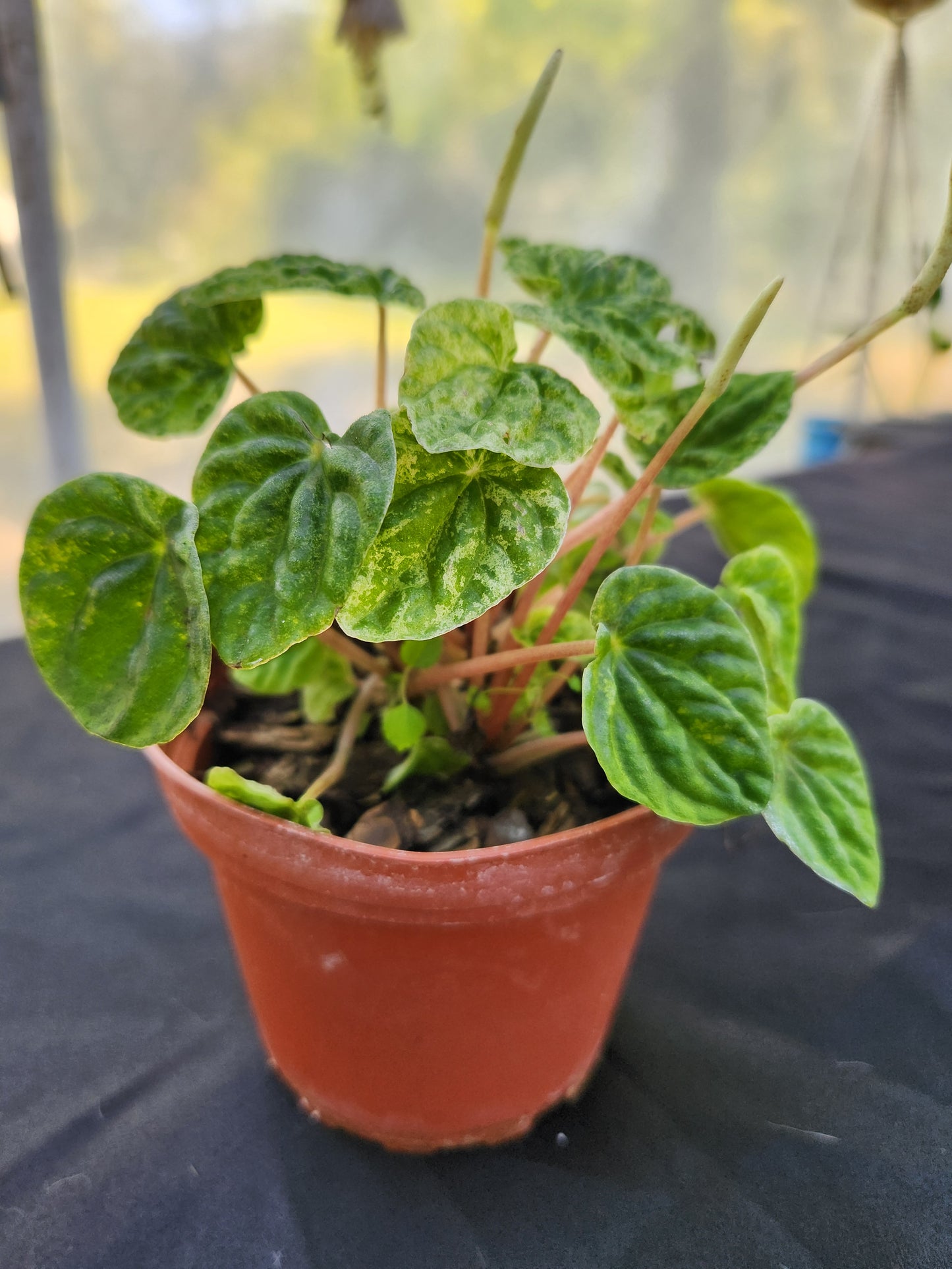 Peperomia Freckles