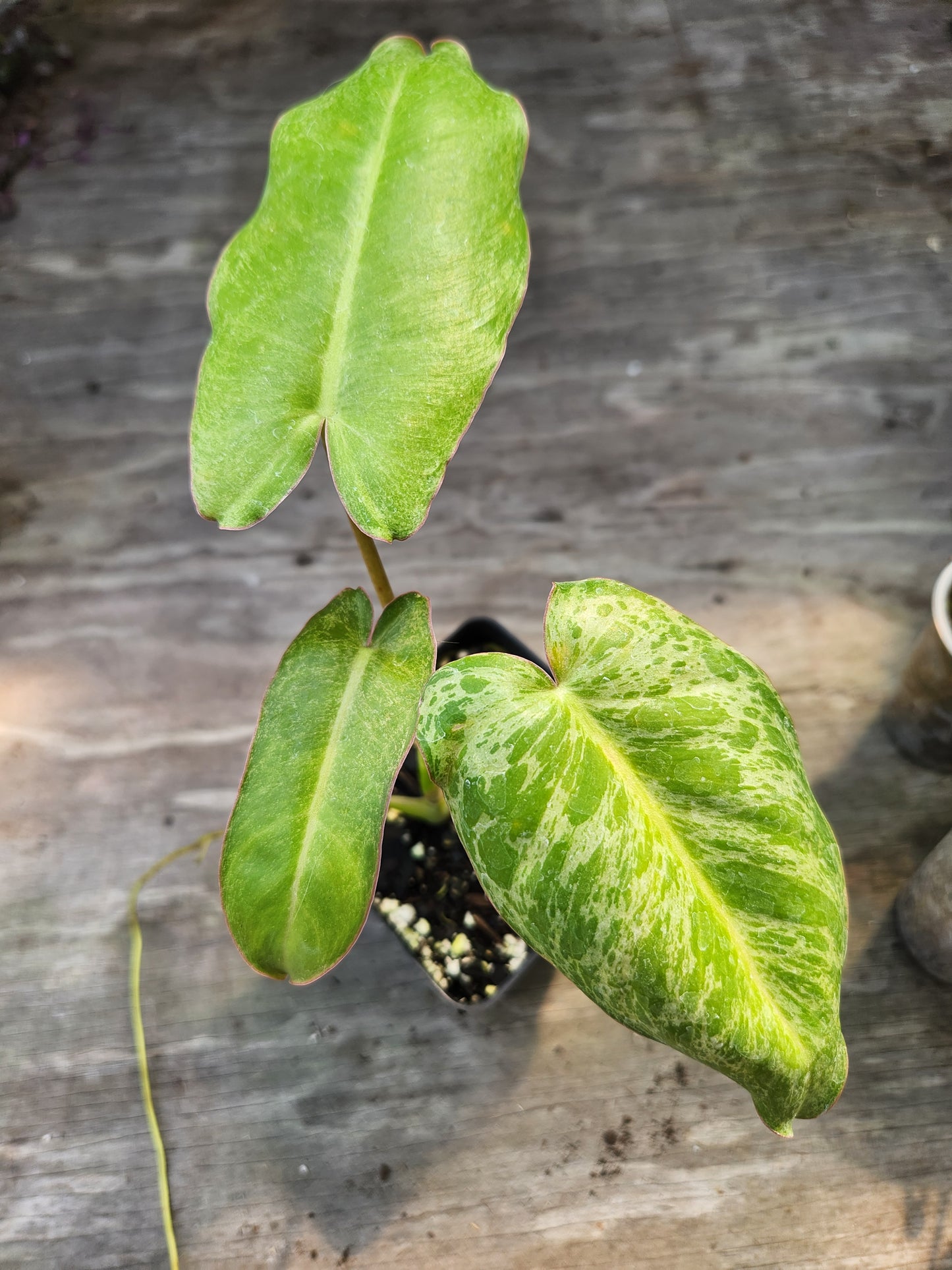 Pariso Verde Philodendron