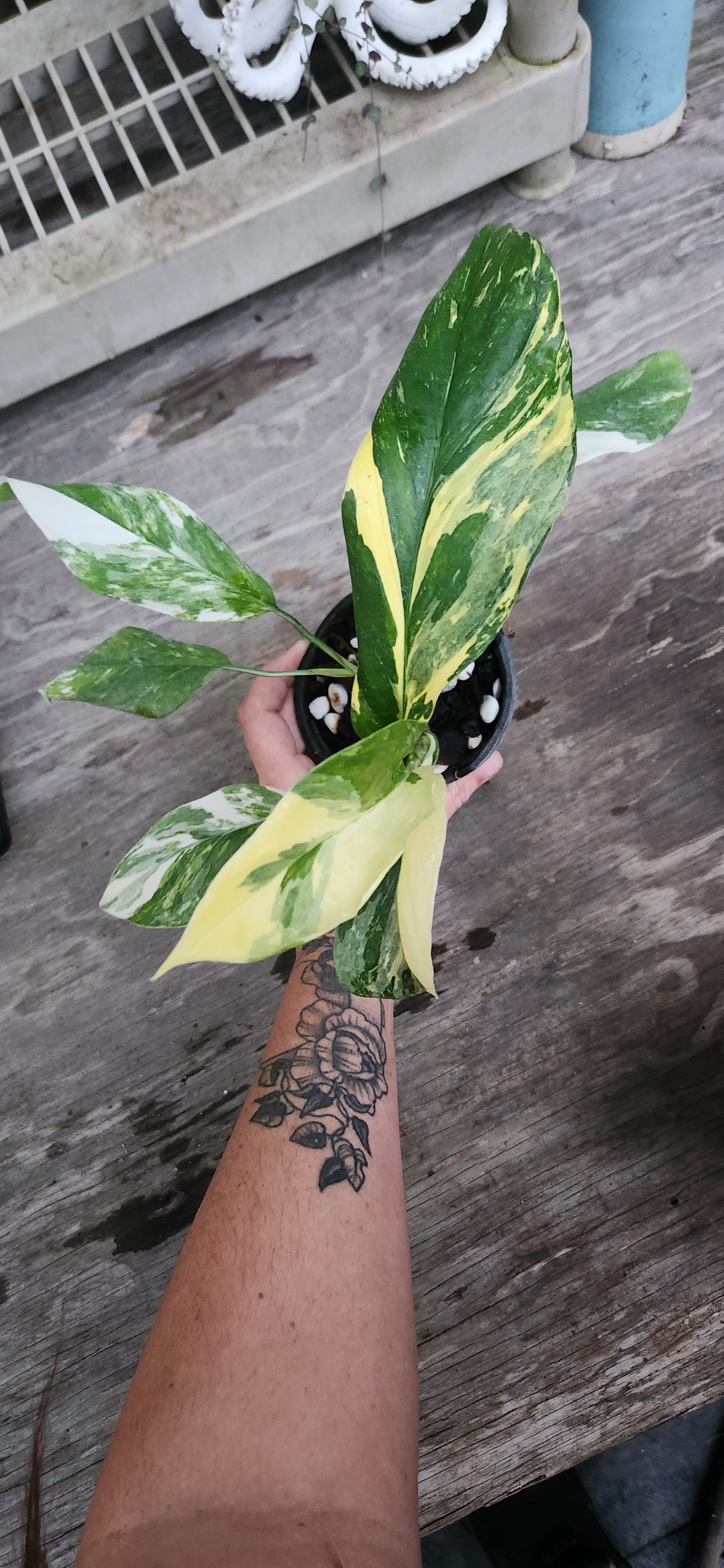 Monstera Variegated Lechariana