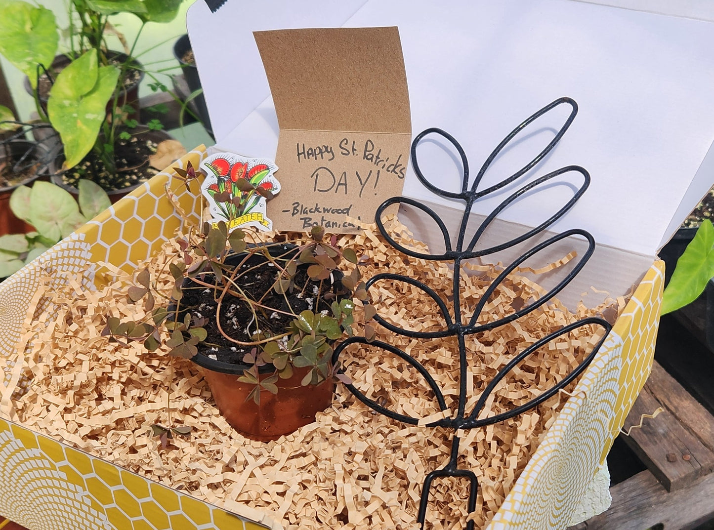 Beginners Basics Monthly Plant Box Subscription