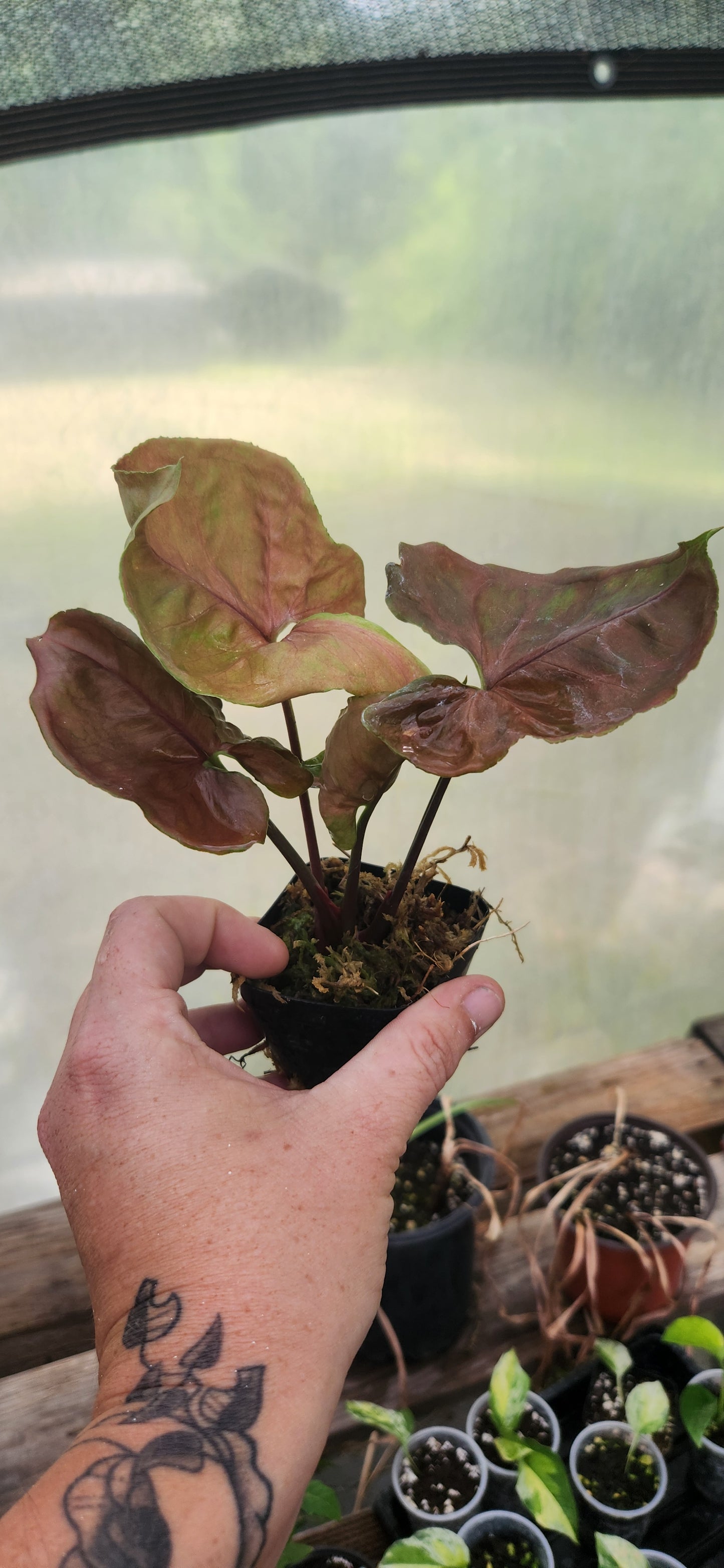 Strawberry Ice Syngonium