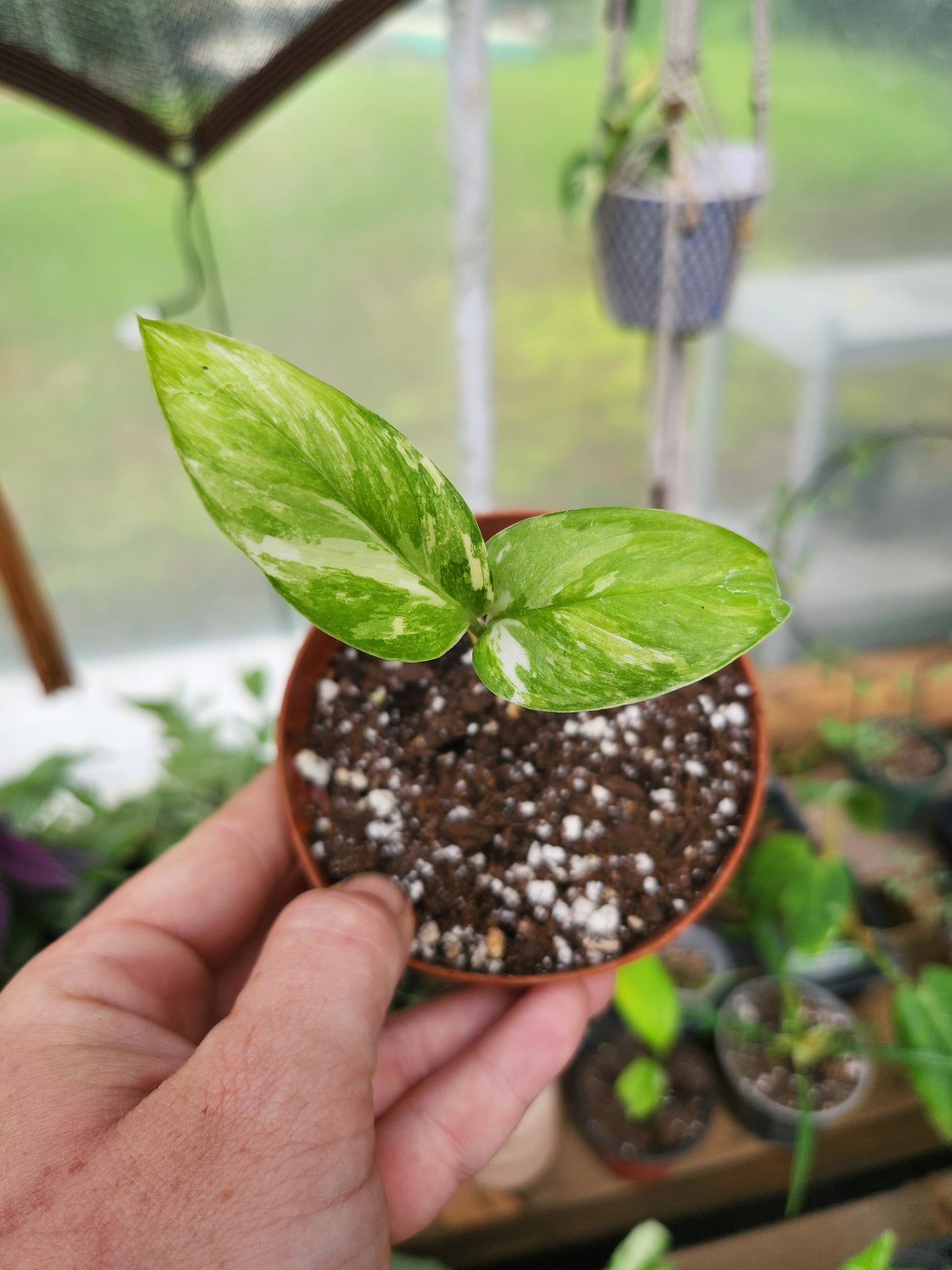 Monstera Variegated Lechariana
