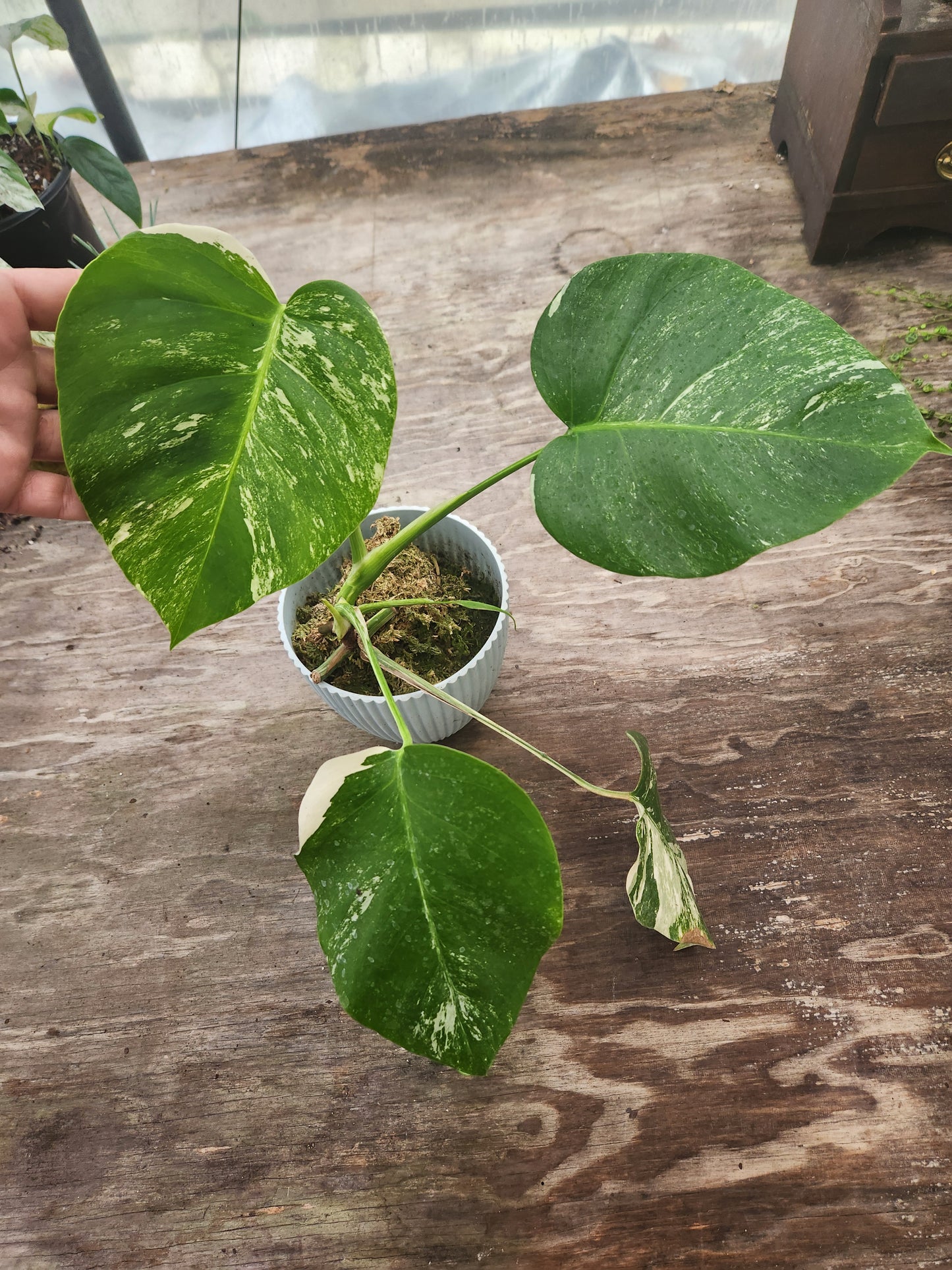 Monstera Albo