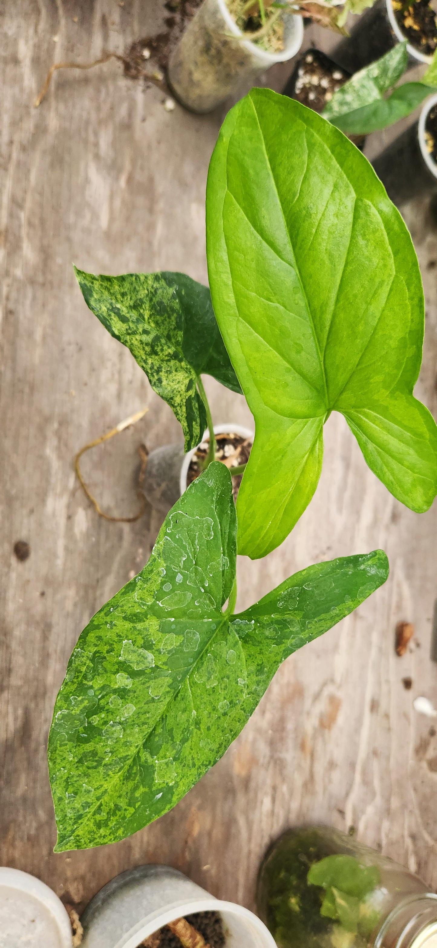 Syngonium Mojito