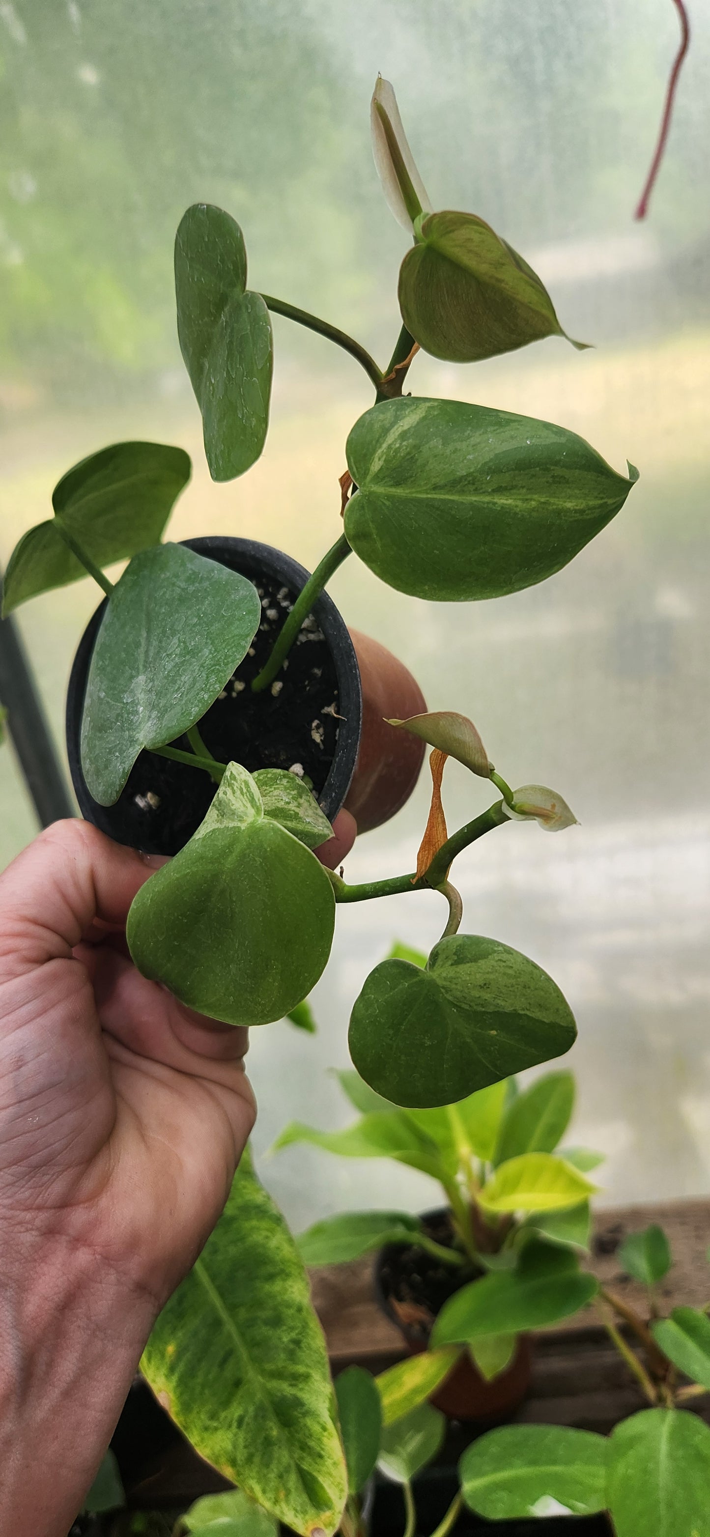 Variegated Heartleaf Philodendron