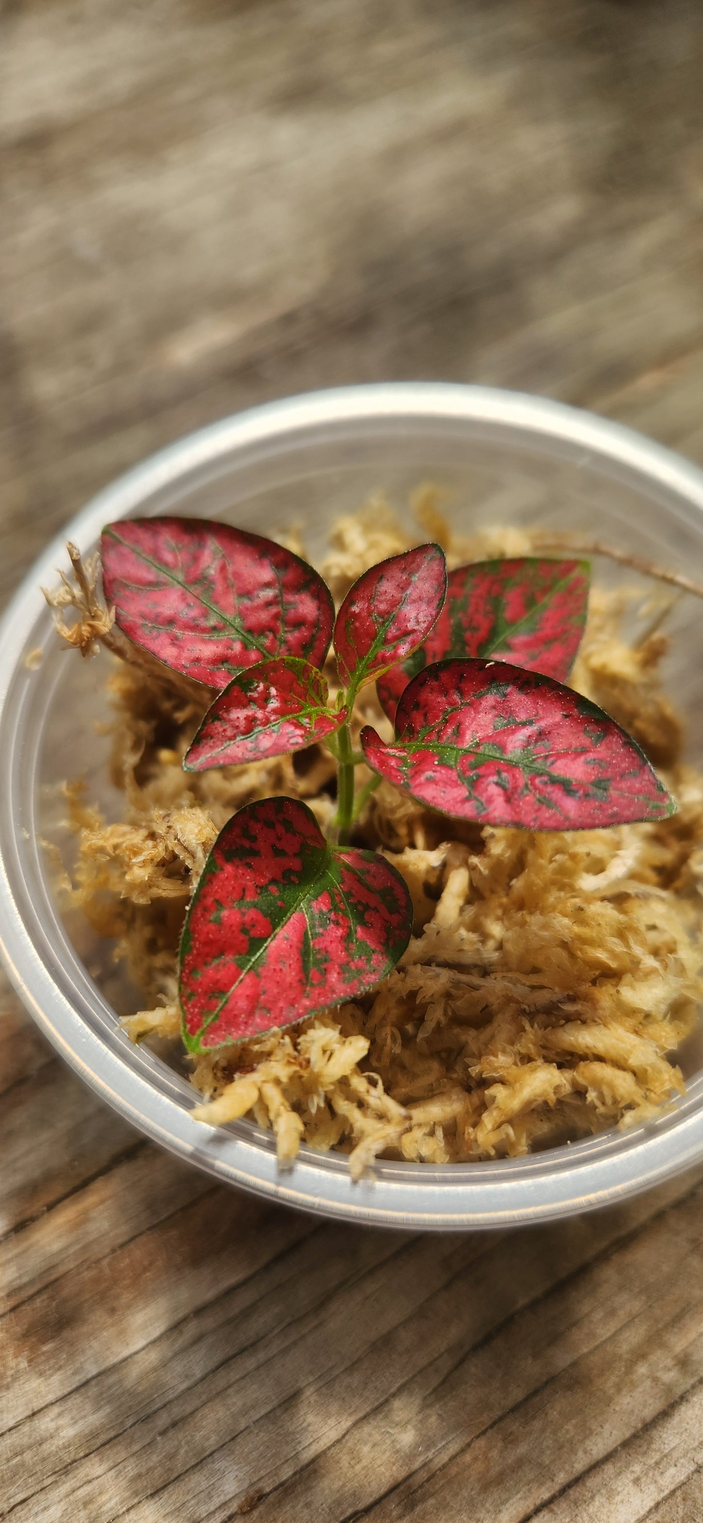 Red Polka Dot Propagation Cup