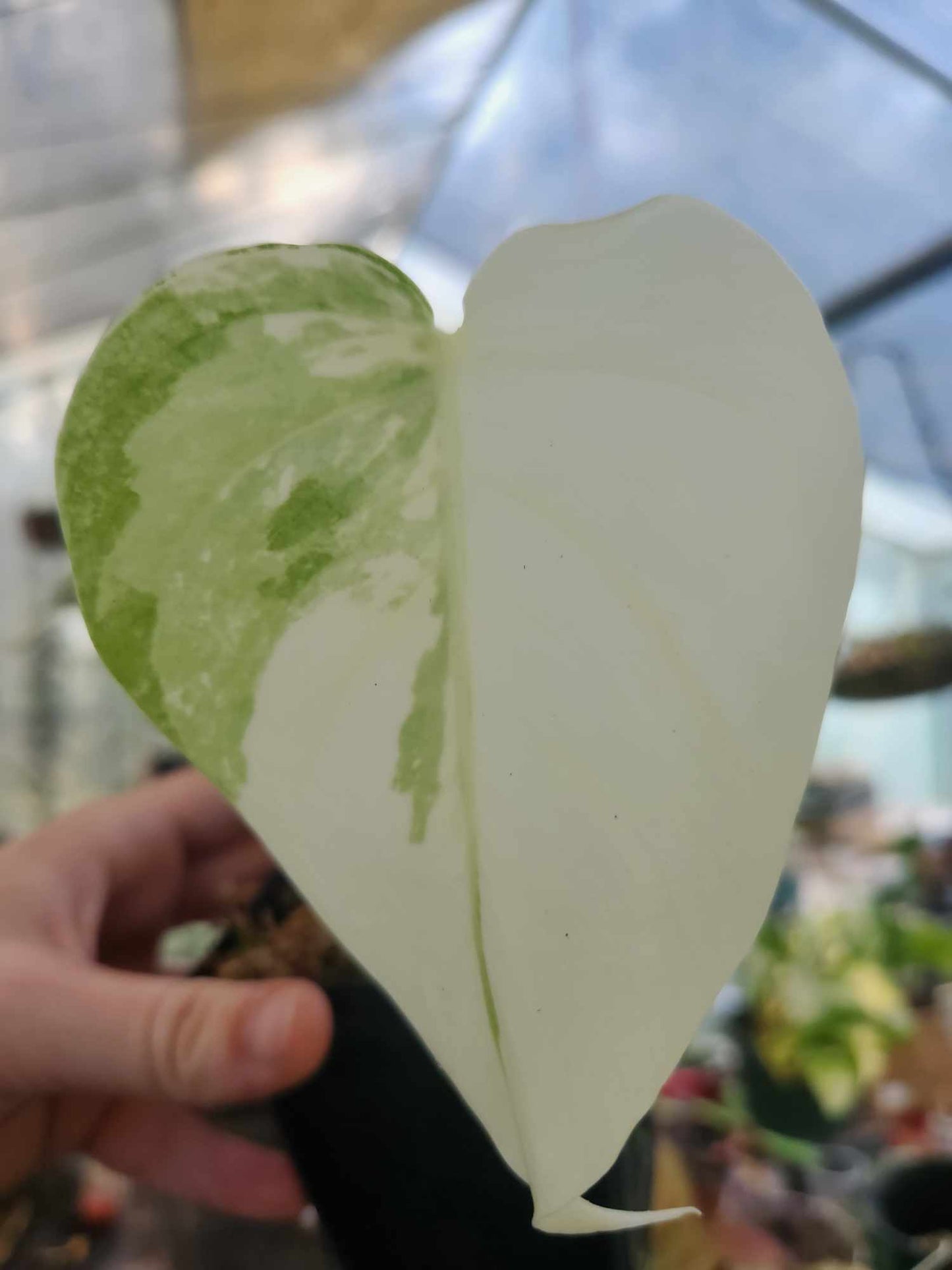 Monstera Albo