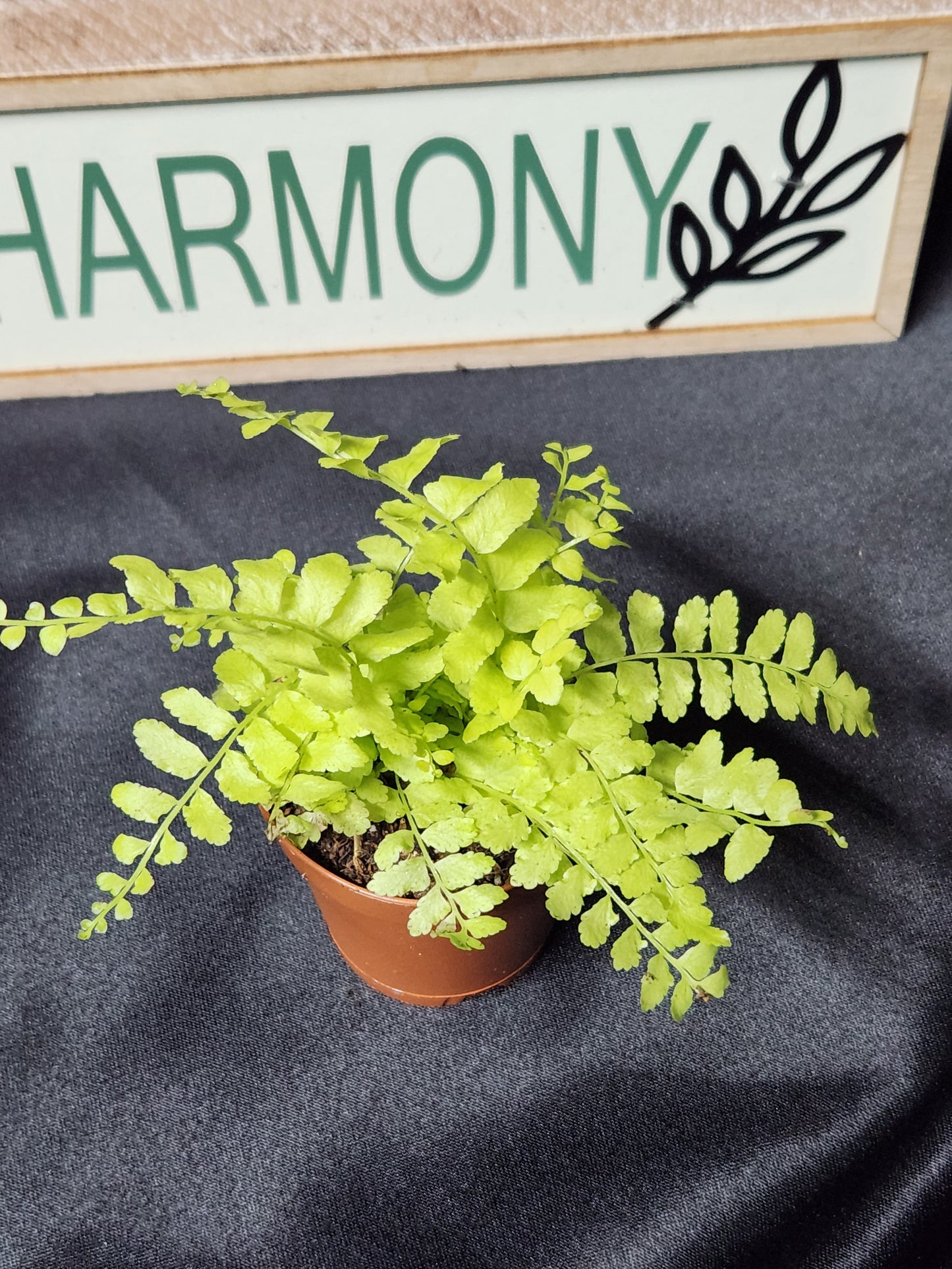Golden Boston Fern