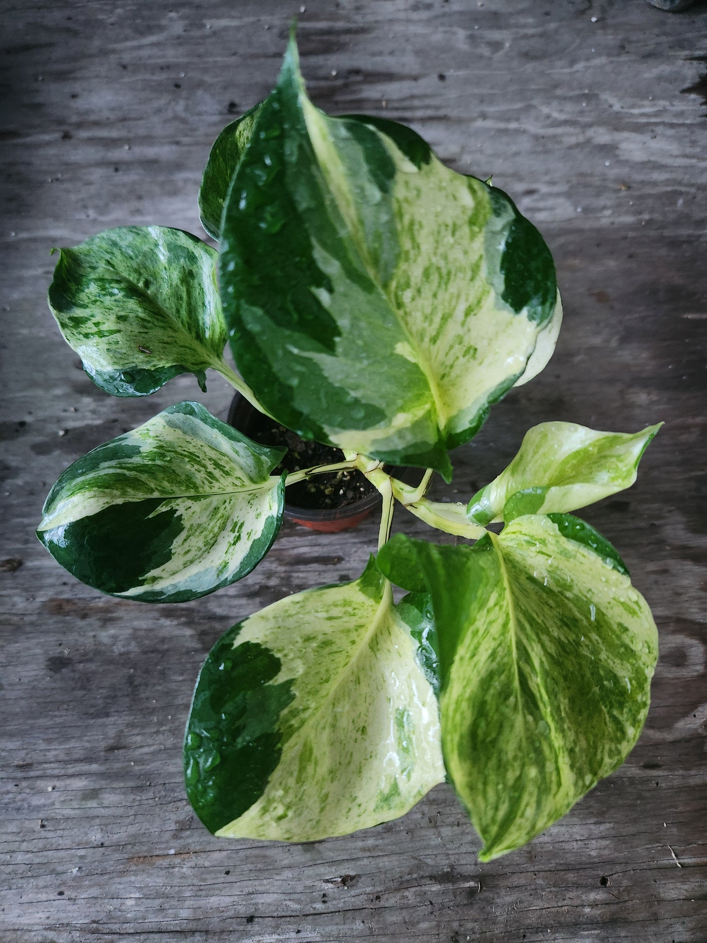 Manjula Pothos