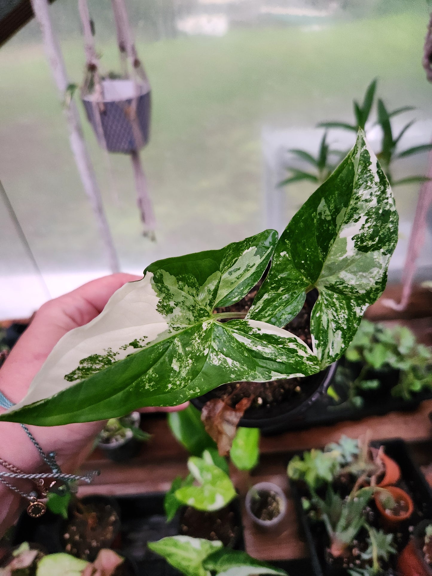 Syngonium Albo