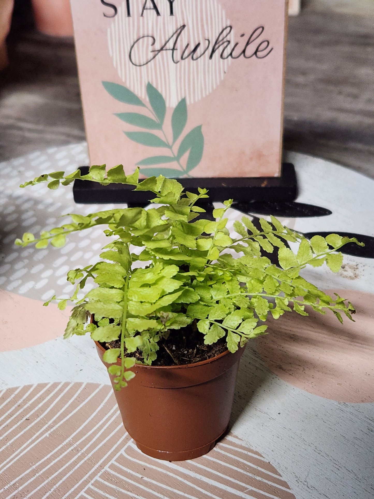 Golden Boston Fern
