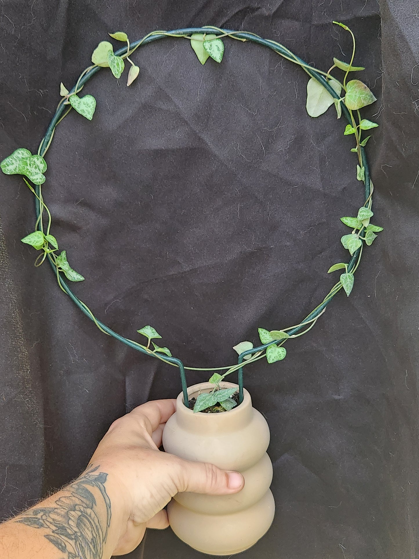 String of Arrows