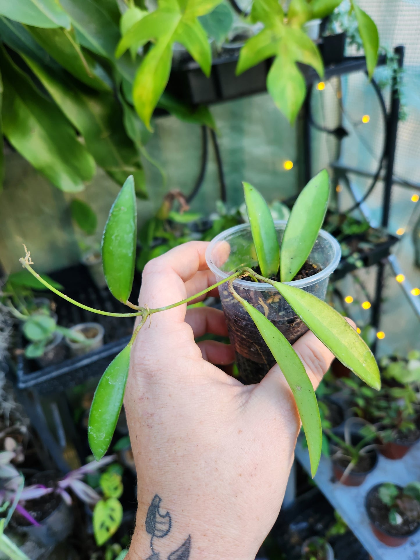 Hoya Green Wayetti