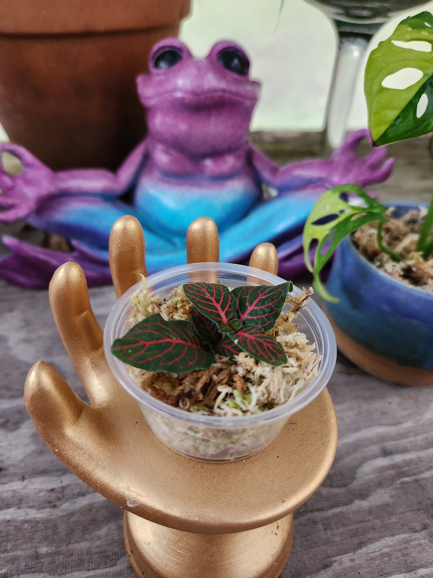 Fitonia Propagation Kits