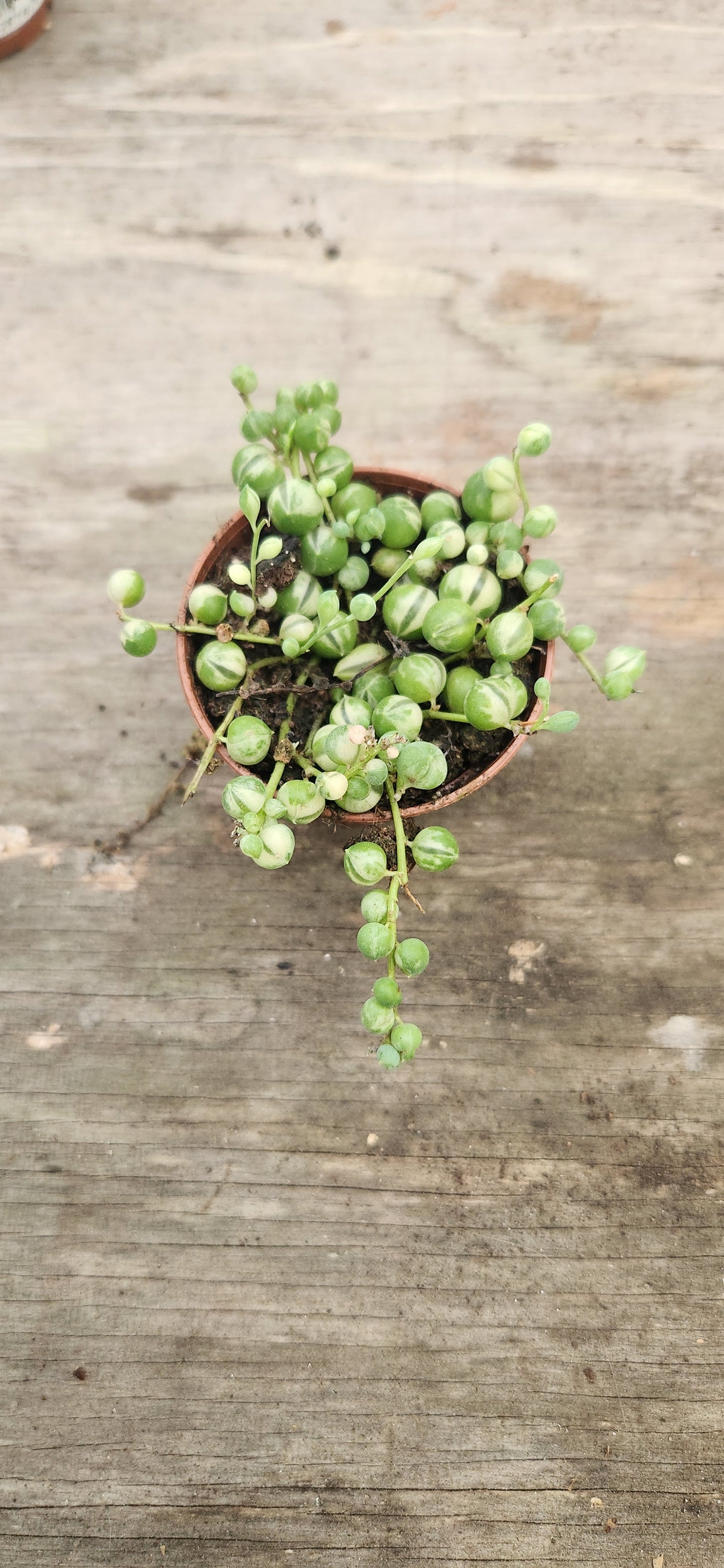 Variegated String of Pearls