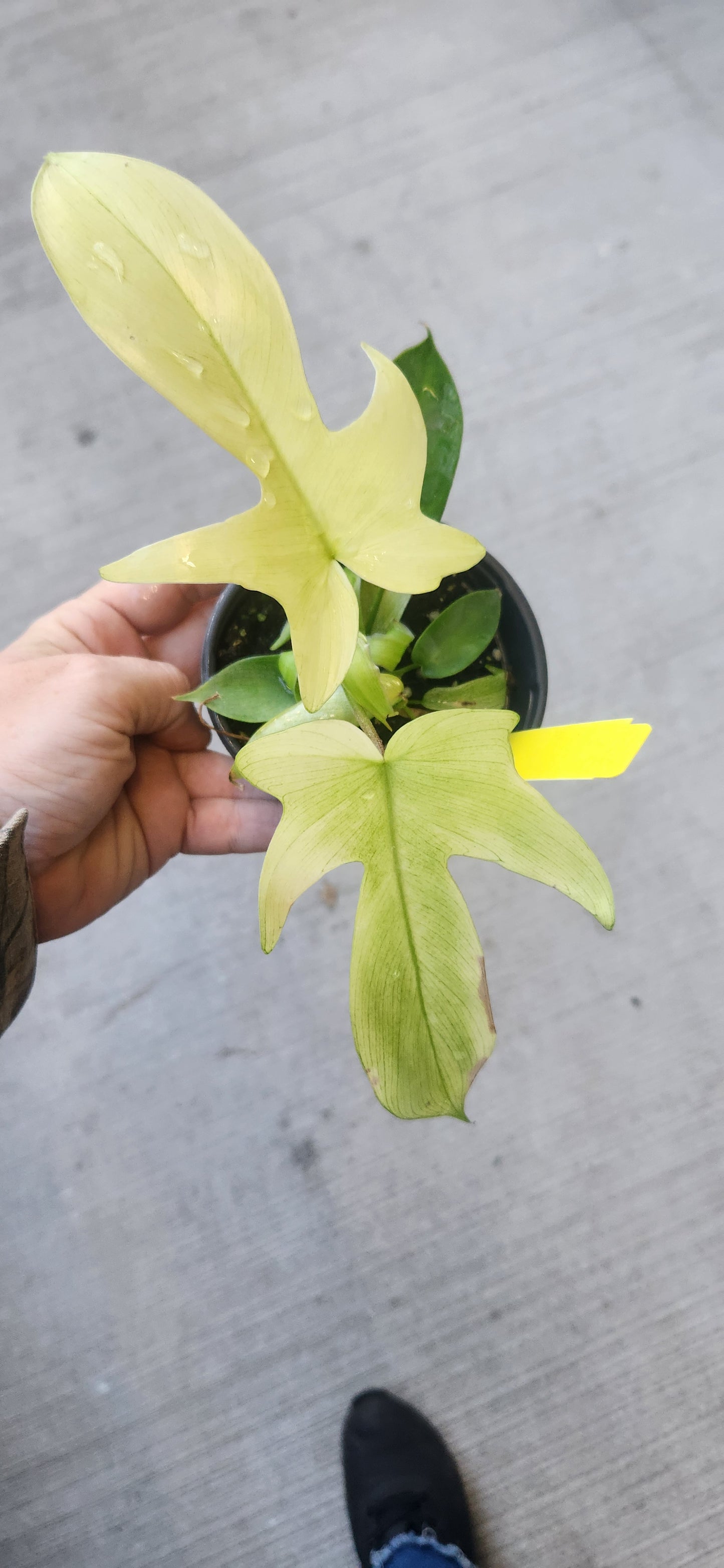 Philodendron Florida Ghost Mint