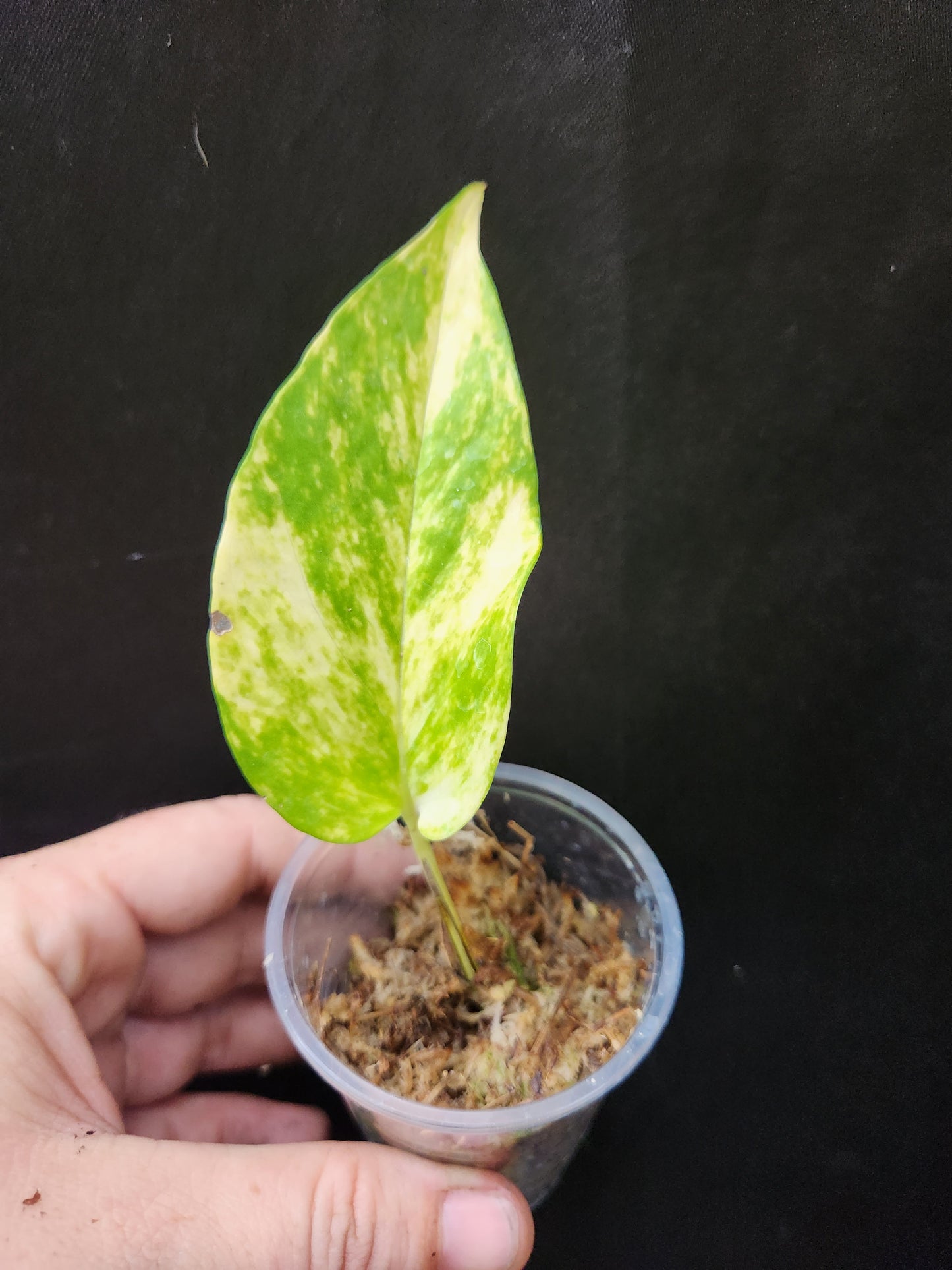 Variegated Neon Marble Pothos