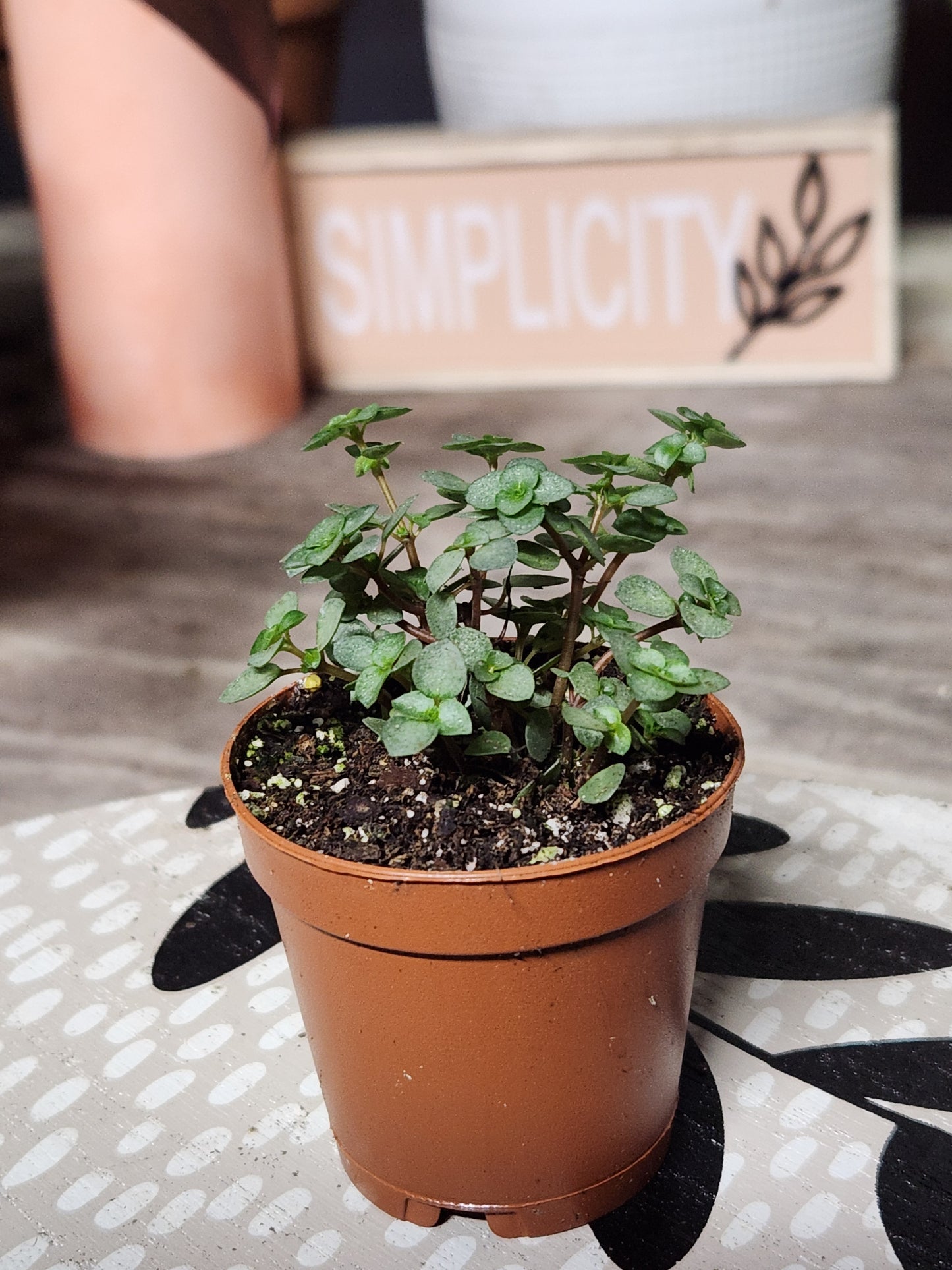 Silver Sparkles "Pilea Glauca"