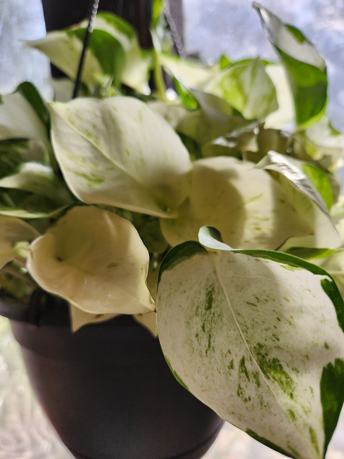 Harlequin Manjula Pothos